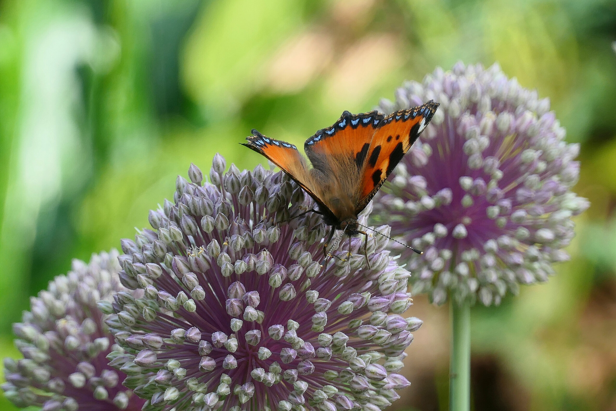 Papillon posé sur une fleur d'ail des ours