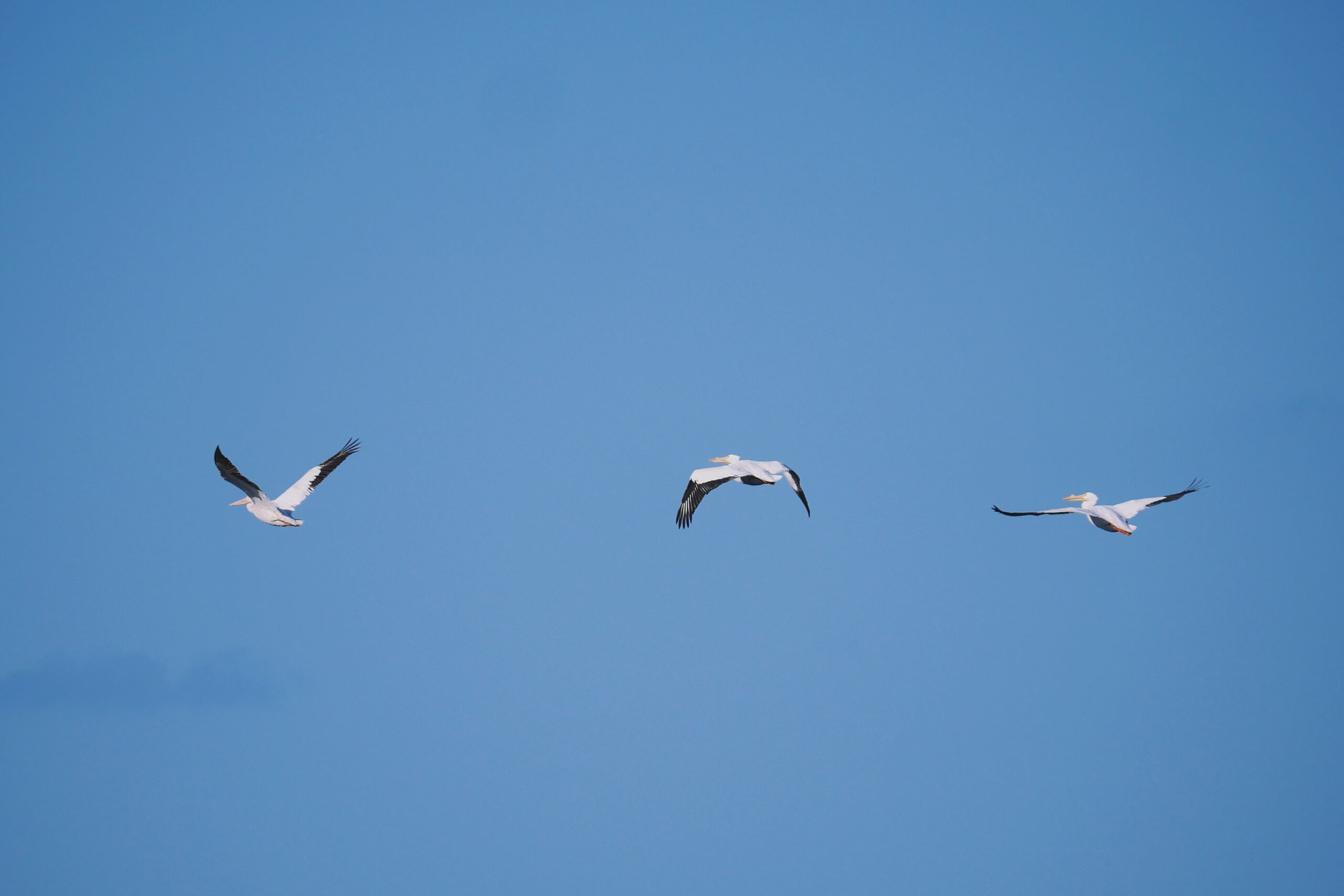 Trois pélicans en vol au-dessus d'un paysage en Floride, capturés en pleine action.