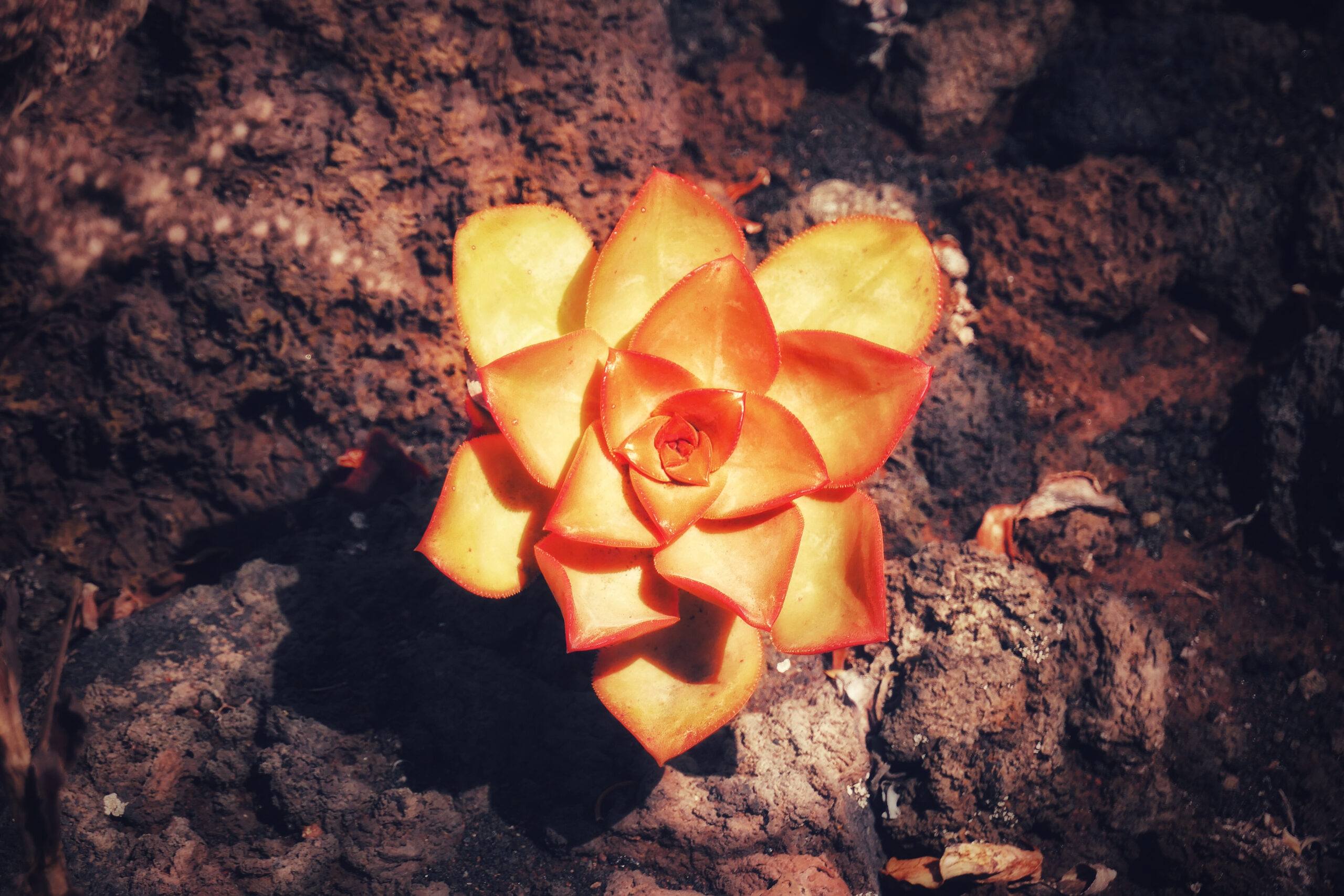 Plante grasse orange poussant dans de la lave noire sur les flancs d'un volcan de l'île de La Palma.