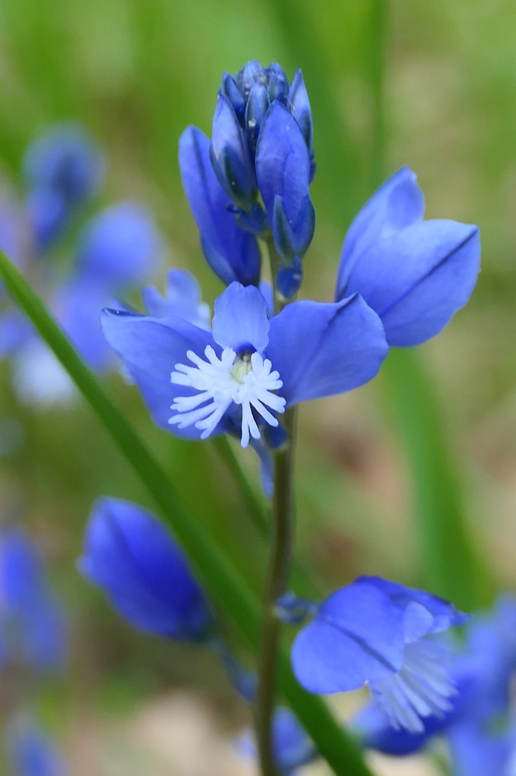 Polygala commun avec ses fleurs bleues et ses pétales distinctifs.