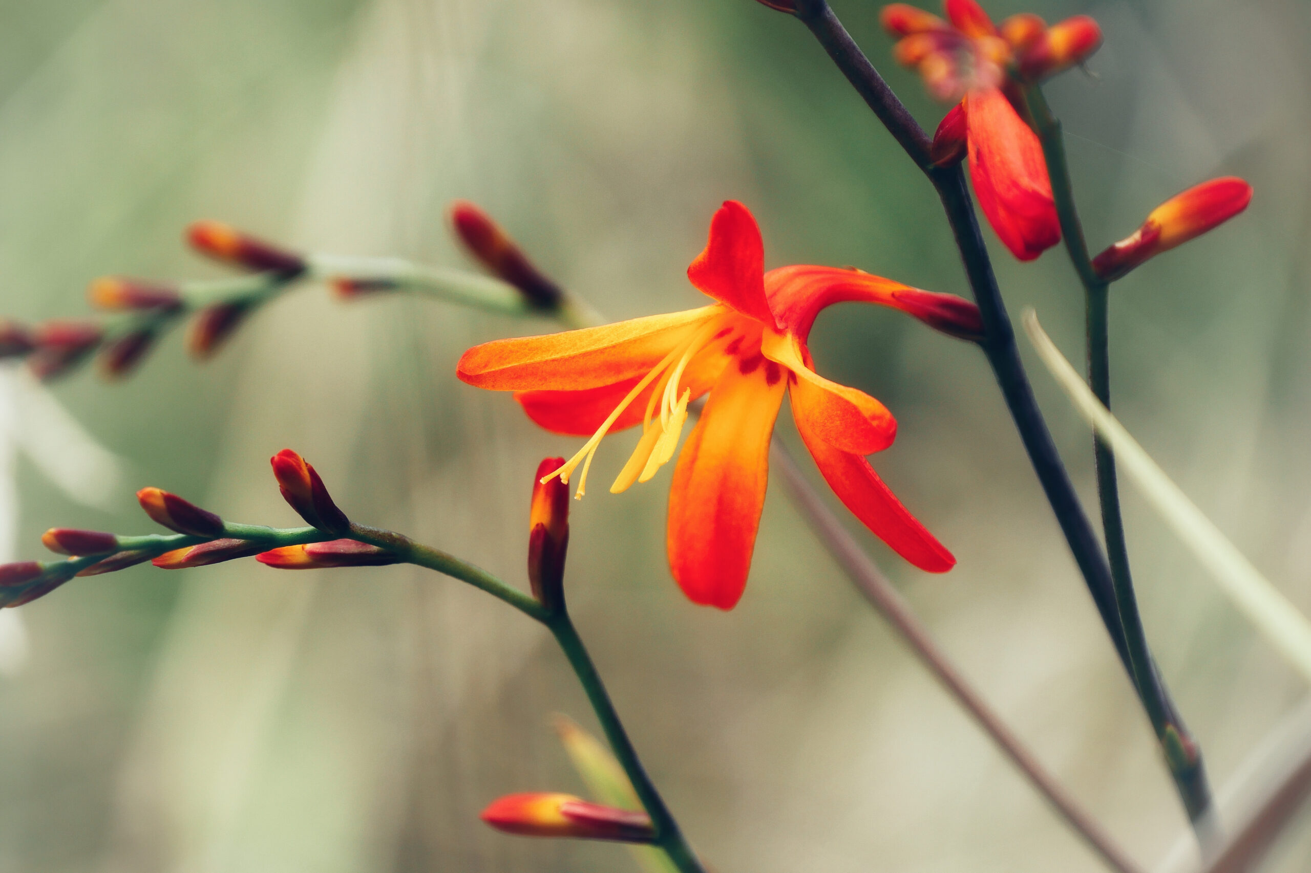 Portrait d'un crocosmia orange, capturé à La Réunion, montrant ses fleurs vibrantes.