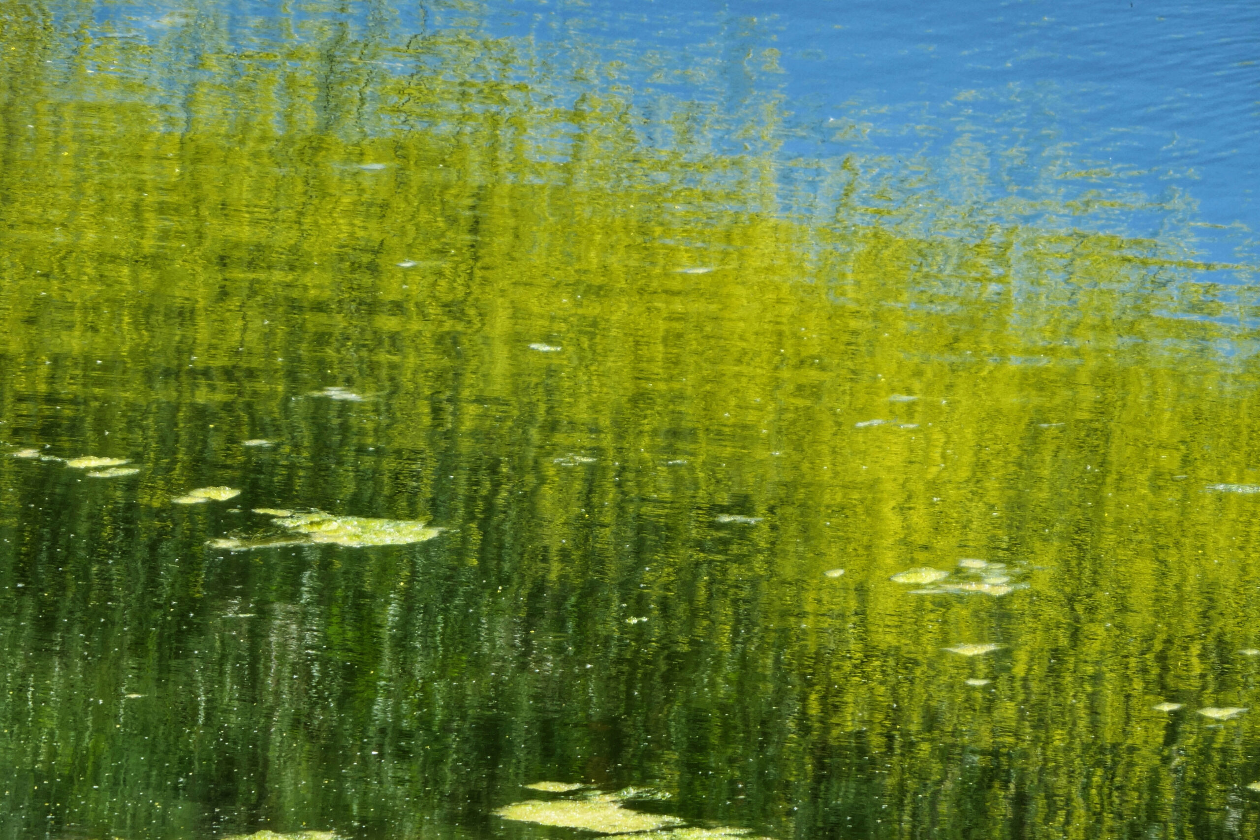 Reflet du ciel bleu et de la verdure dans une eau calme, créant un effet artistique naturel.