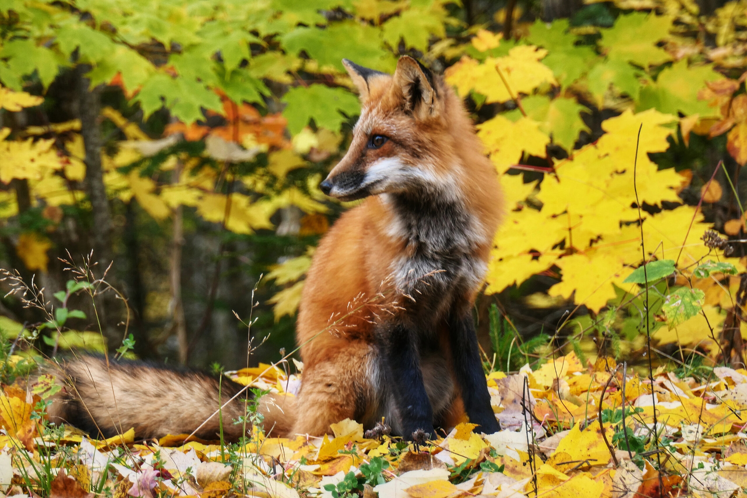 Renard dans un décor automnal, avec des feuilles colorées, dans le parc national de la Mauricie au Québec.