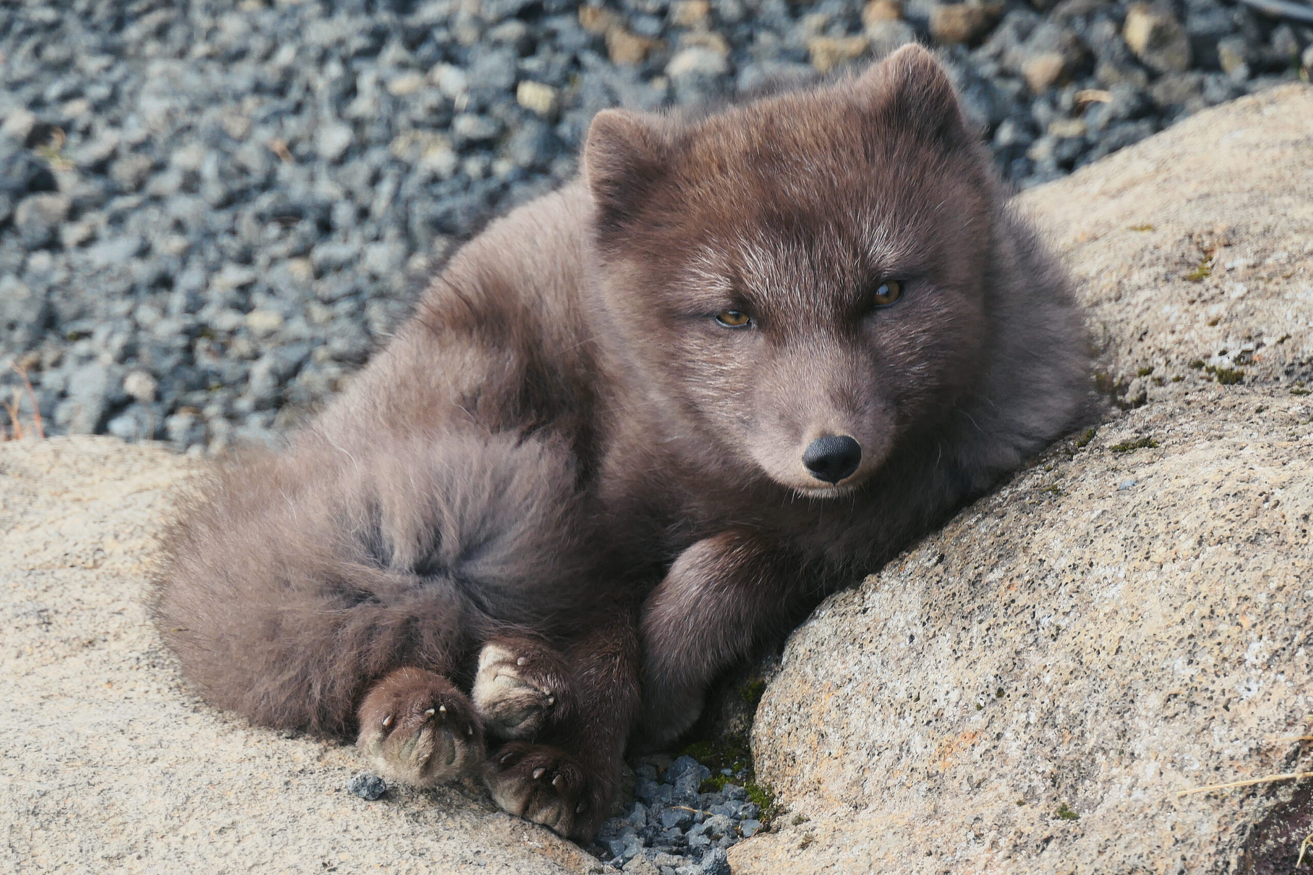 Portrait d'une renarde arctique dans un paysage islandais, avec son pelage dense.