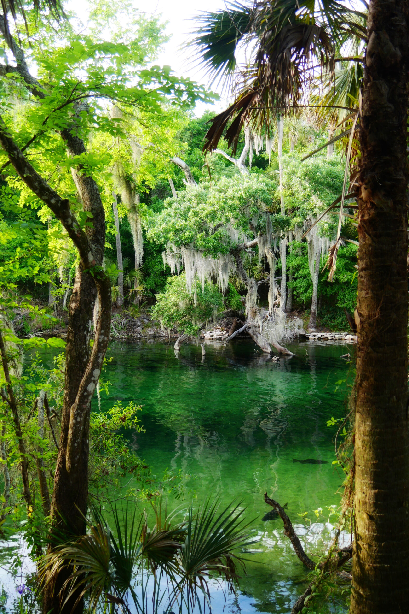 La rivière verte du Blue Spring State Park en Floride, entourée de végétation luxuriante.