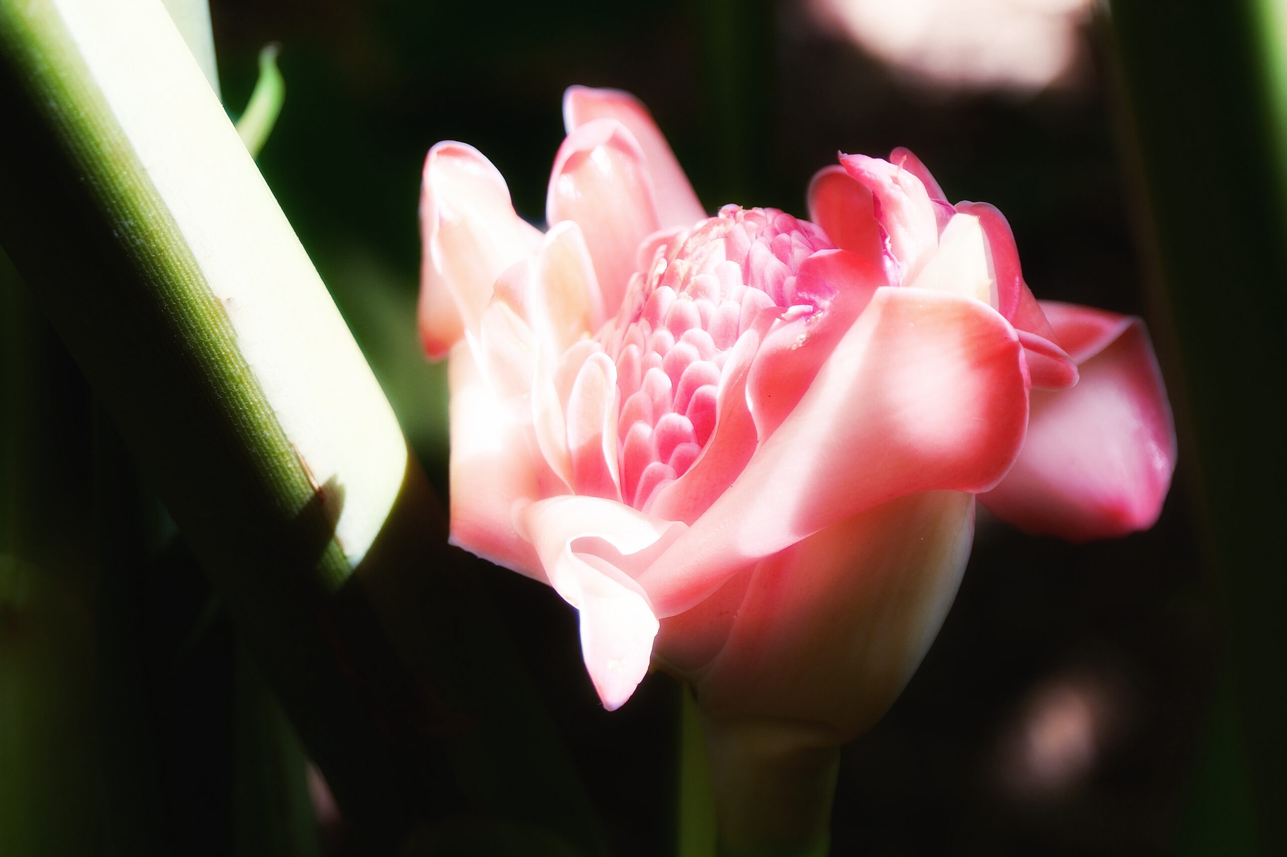 Rose de porcelaine délicate prise à La Réunion, montrant des pétales fins et élégants.