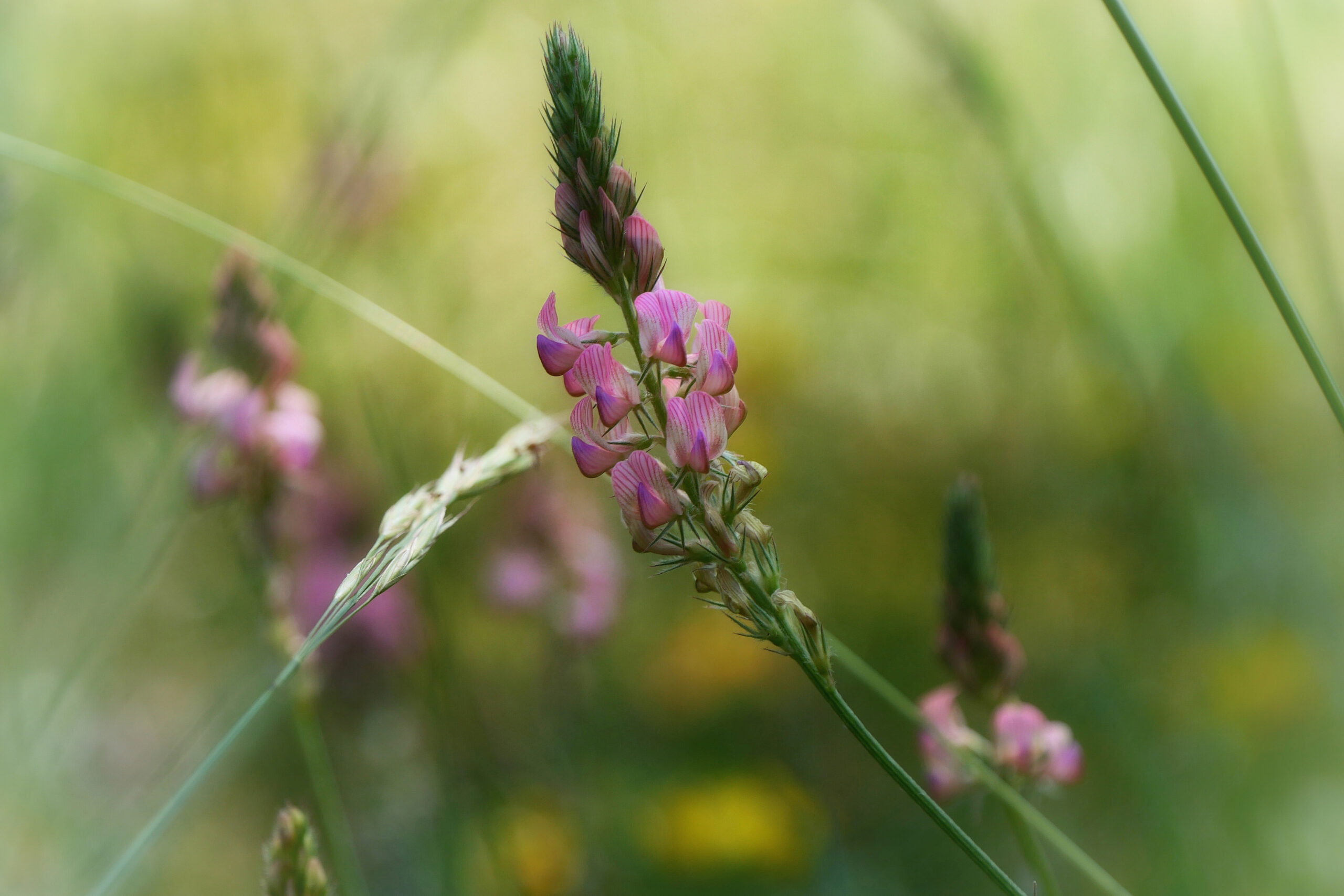 Fleur de sainfoin en gros plan, plante de prairie