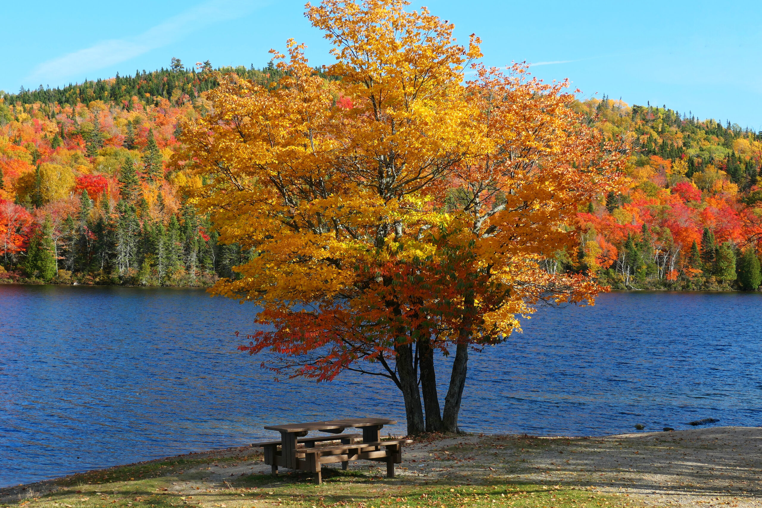 Table de pique-nique au bord de l’eau, entourée d’arbres aux couleurs flamboyantes de l’automne au Québec.