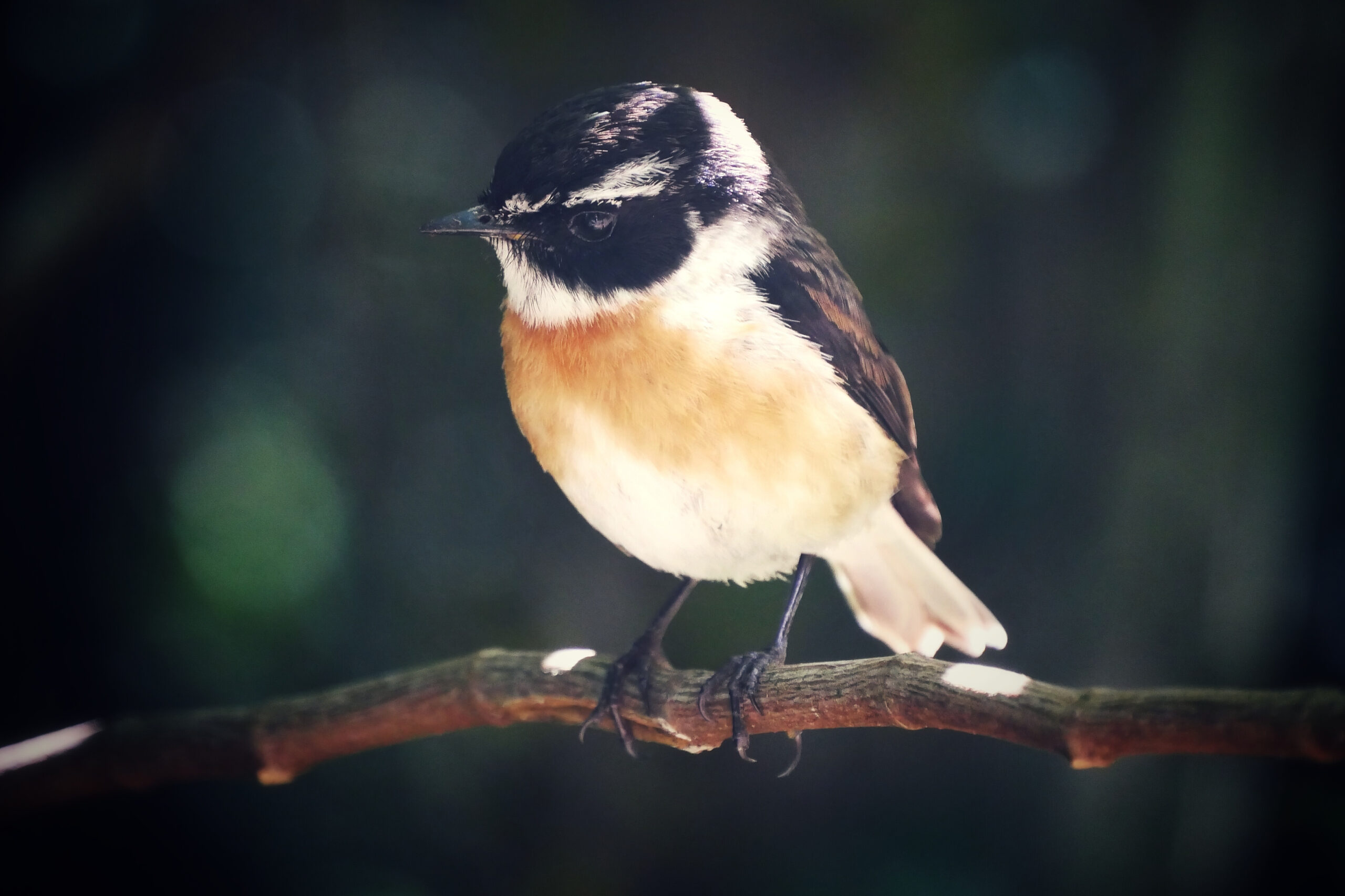 Portrait d’un Tec-Tec, oiseau familier des randonneurs, capturé dans une forêt à La Réunion.