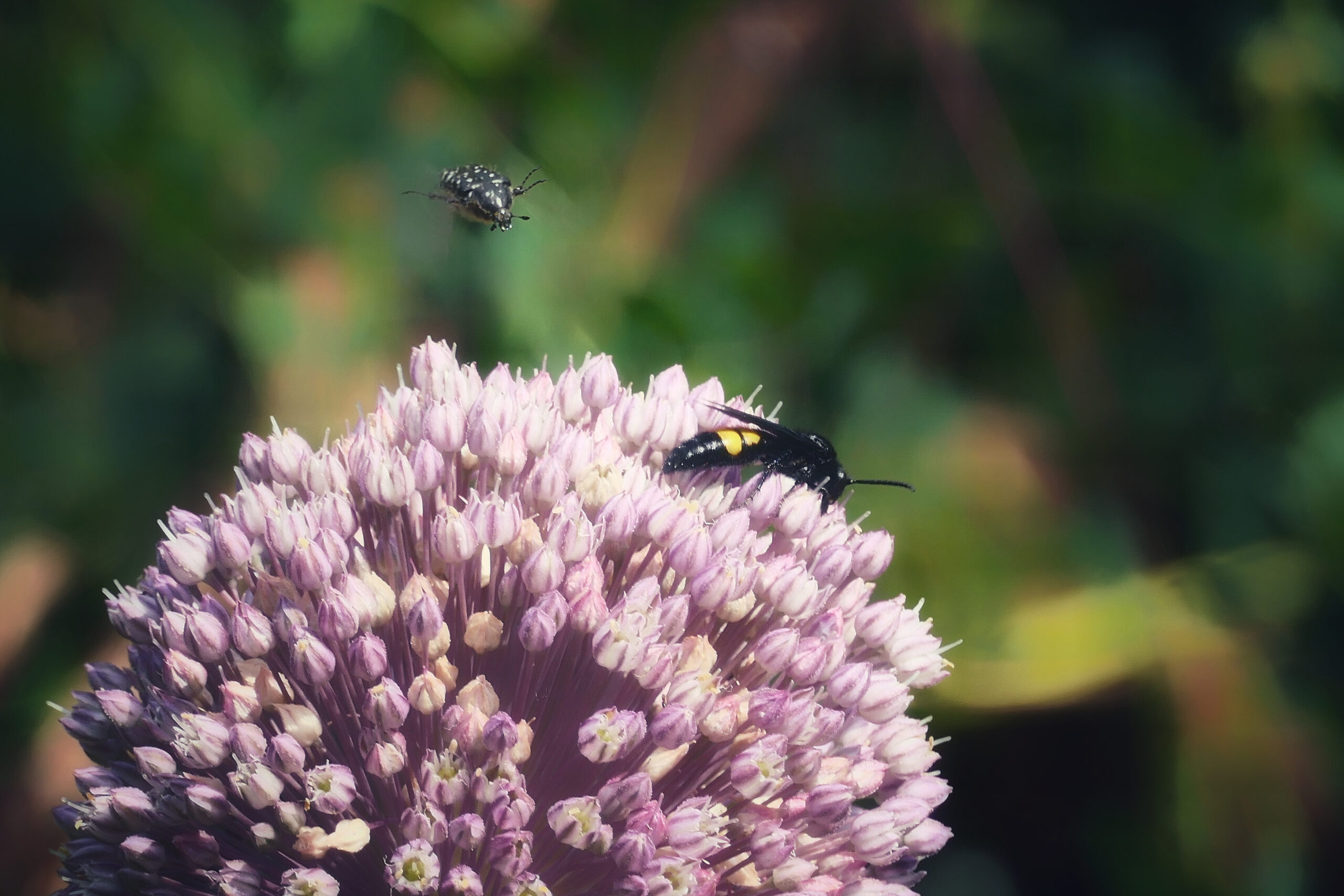 Photo d'une fleur avec une guêpe posée dessus et un insecte volant arrivant pour s'y poser