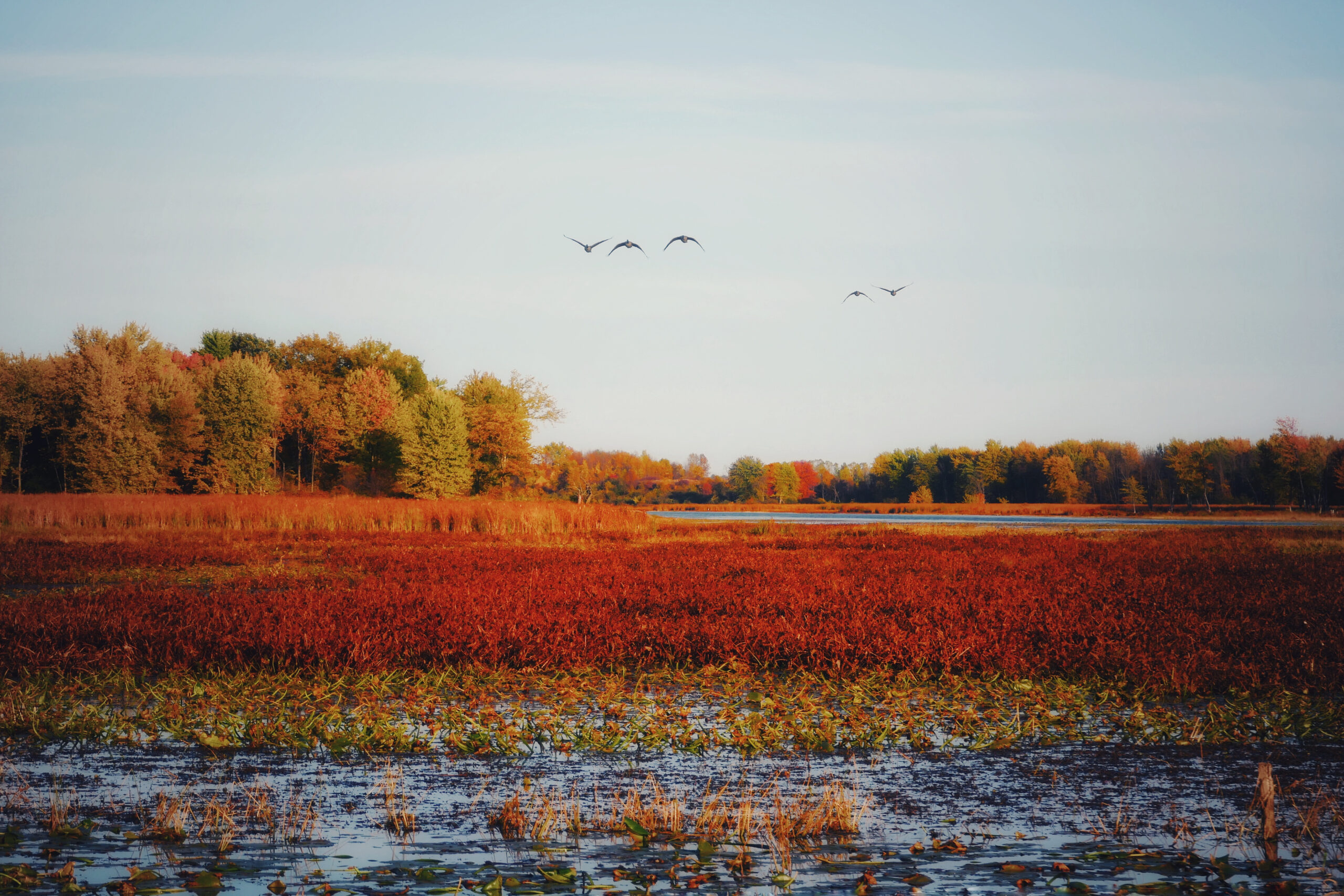 Vol d'oies du Canada au-dessus de marais colorés par l'automne au Québec.