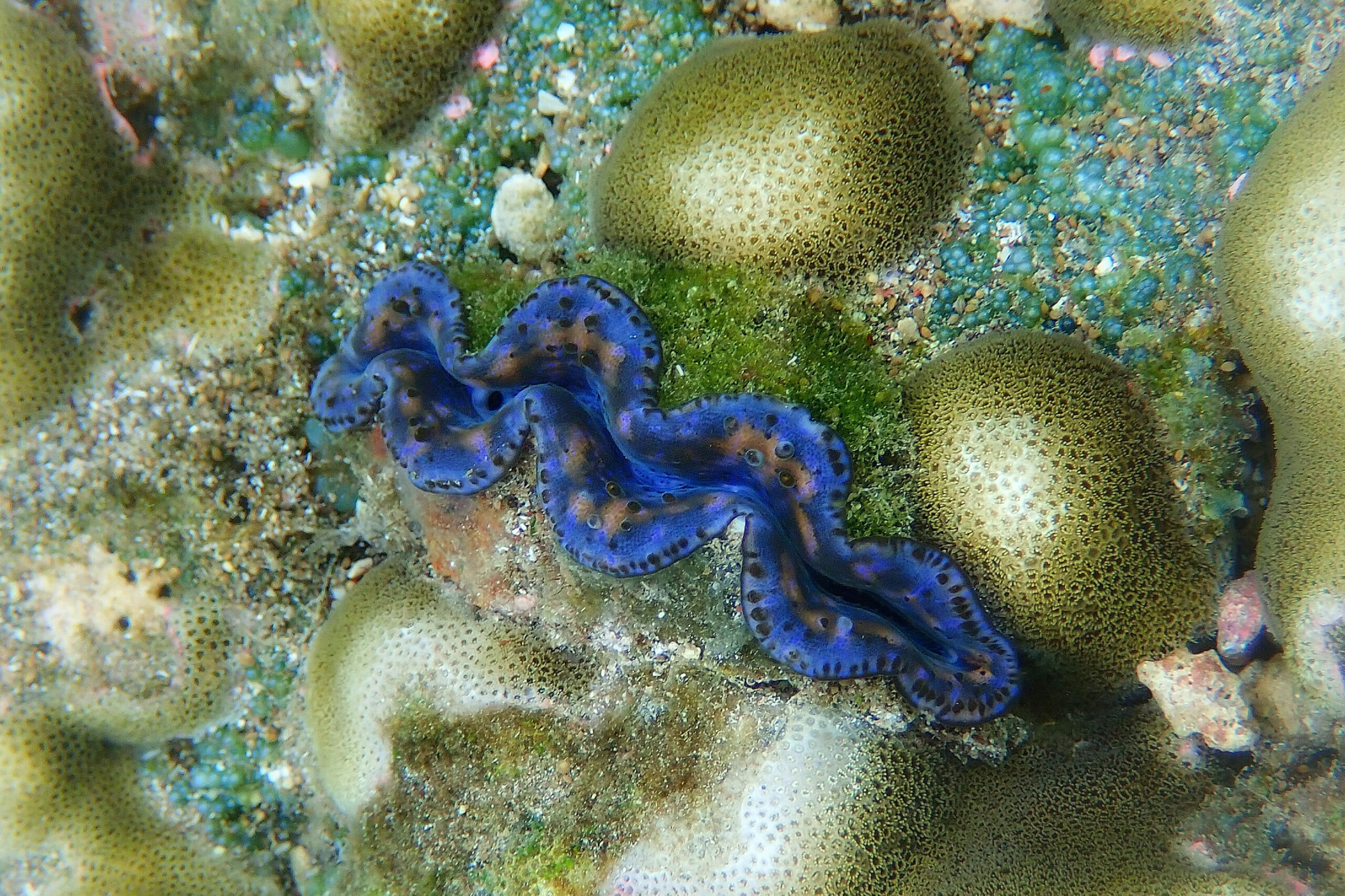 Photo d'un bénitier géant bleu en Polynésie