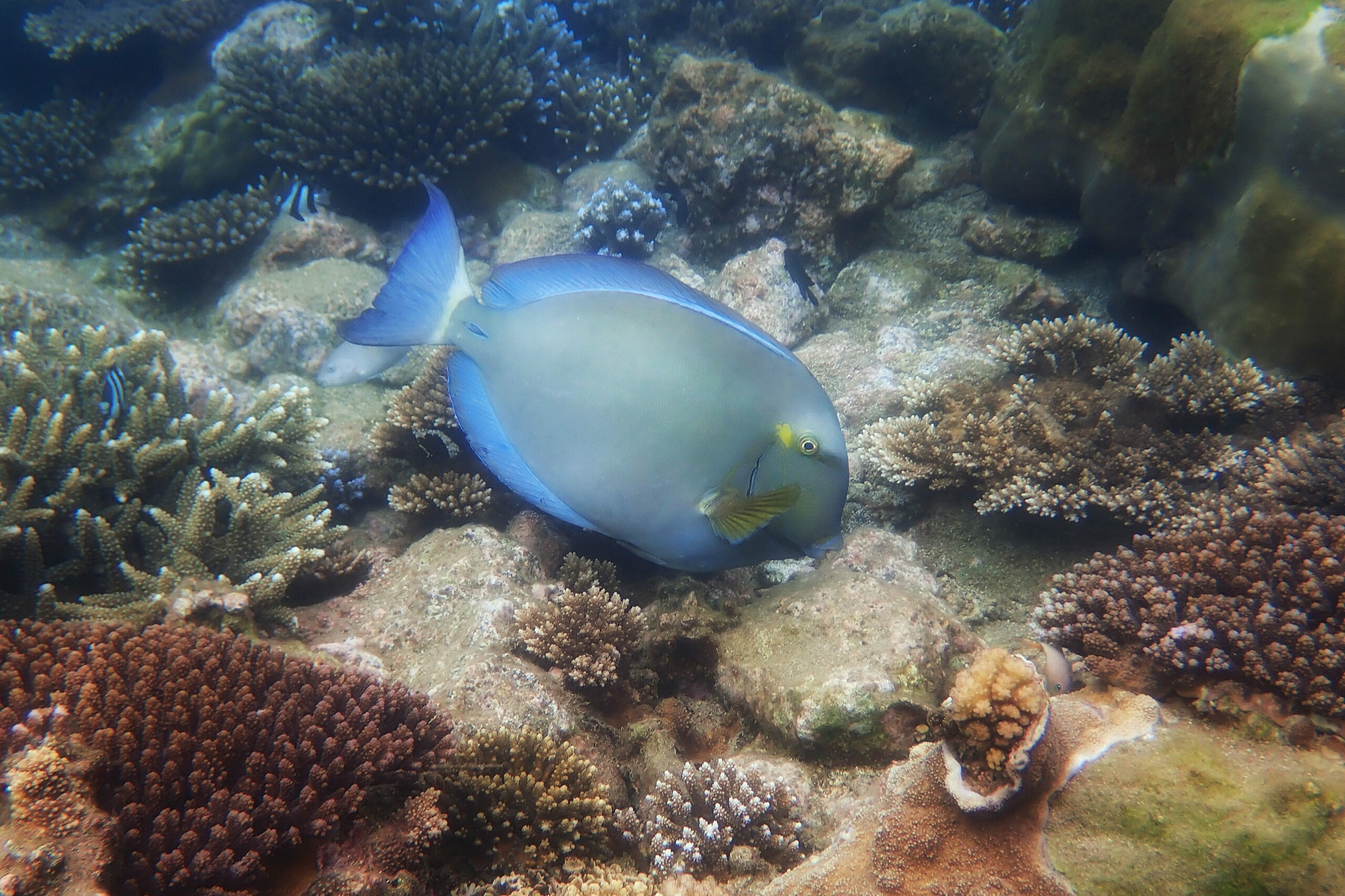 Photo d'un chirurgien à queue rayée dans le lagon de la Réunion