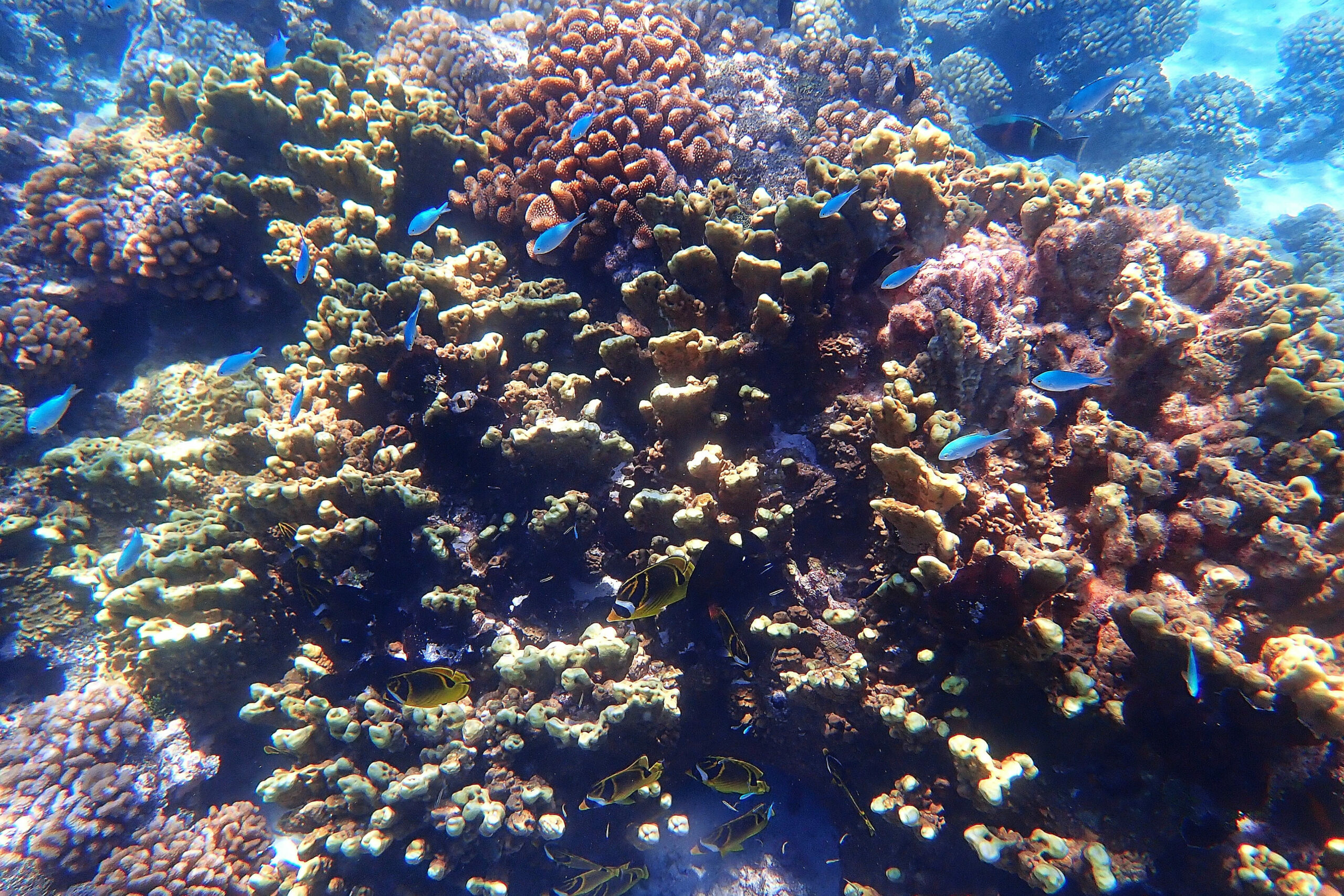 Photo d'une patate de corail riche en vie avec de nombreux poissons dans le lagon polynésien