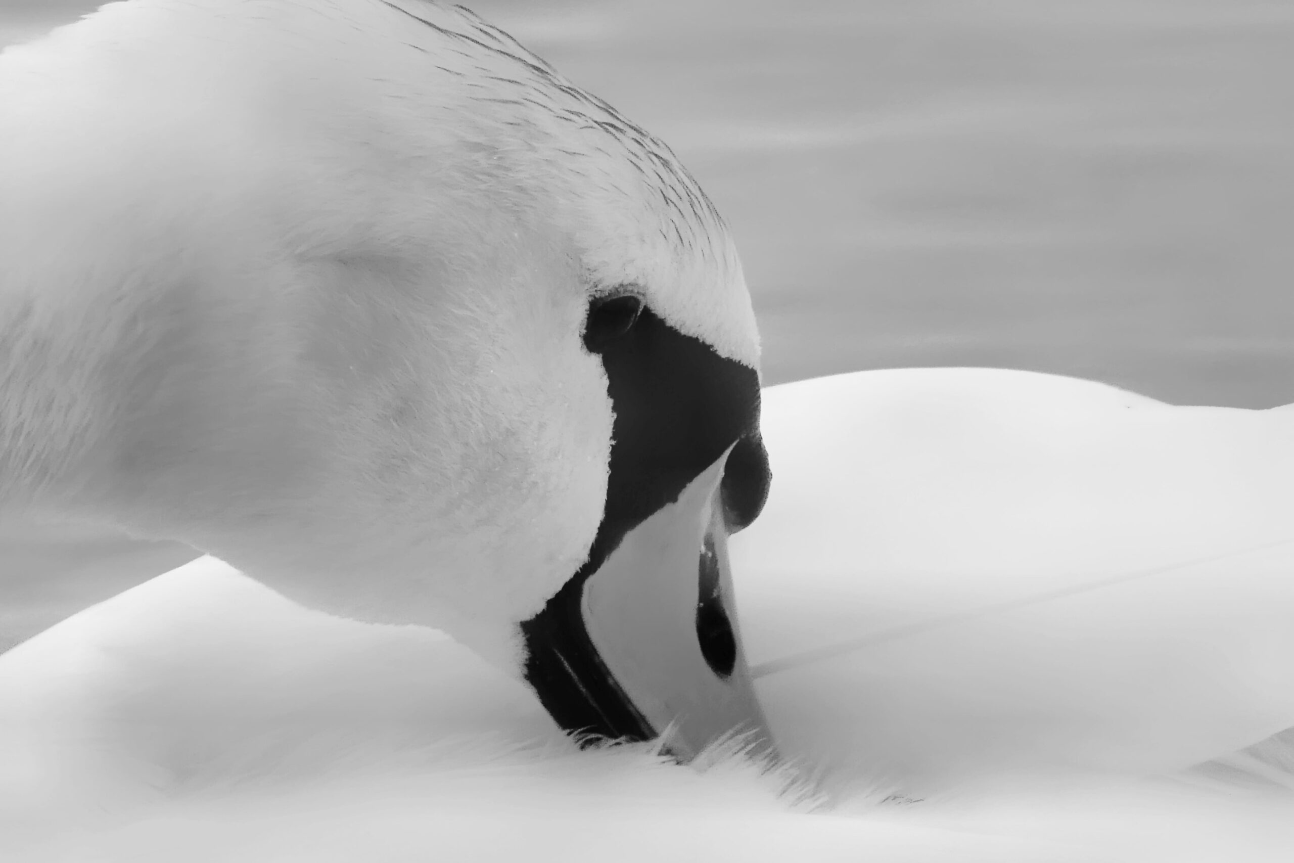 Portrait en noir et blanc d'un cygne se lissant les plumes