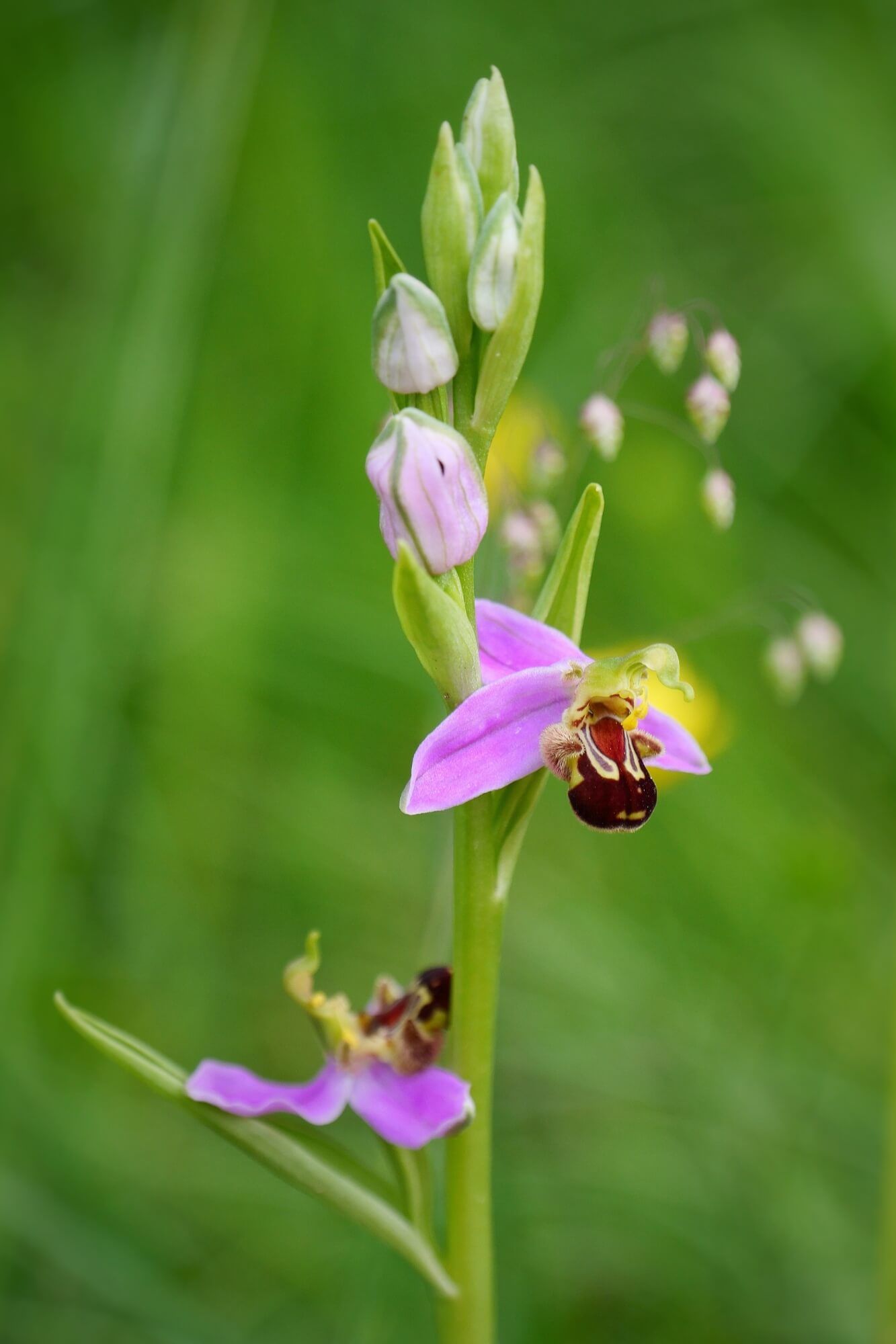 Portrait d'une Ophrys abeille, orchidée sauvage imitant la forme d'une abeille