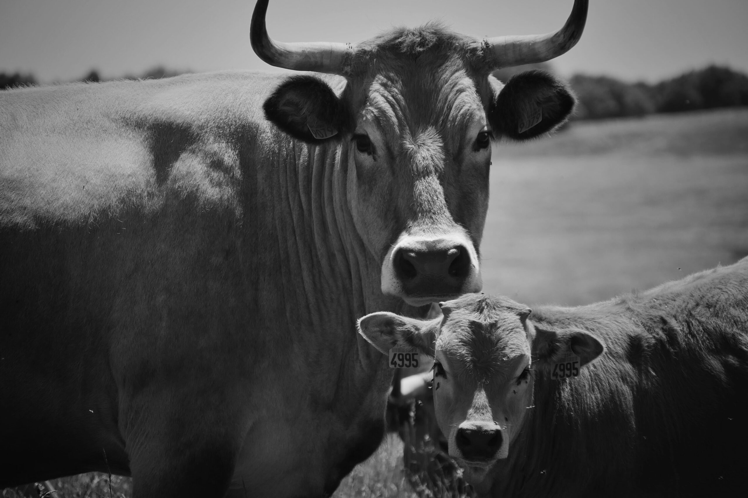 Portrait en noir et blanc d'une vache et de son bébé