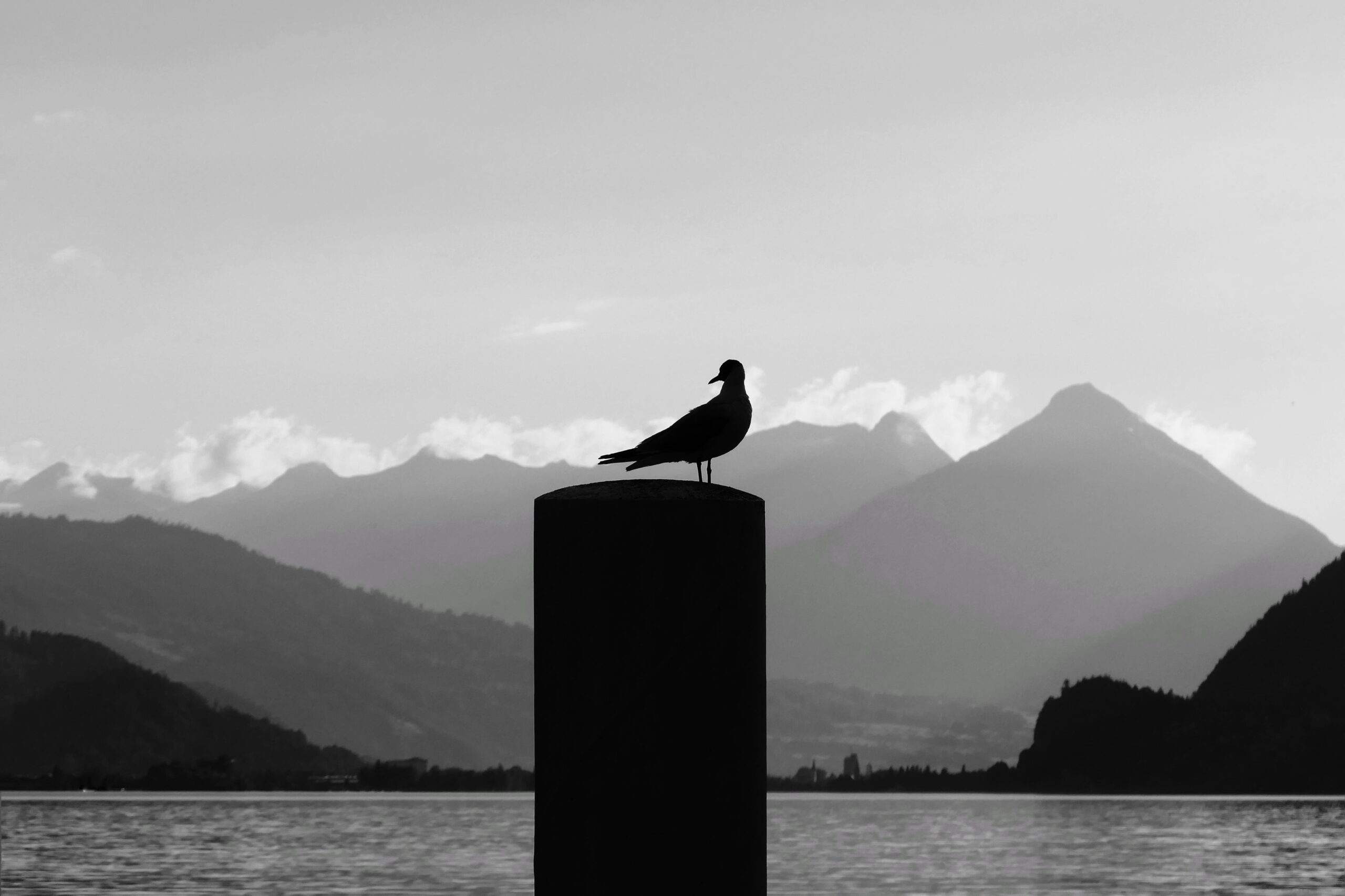 Photo en noir et blanc d'une mouette sur un poteau devant le lac à Iseltwald