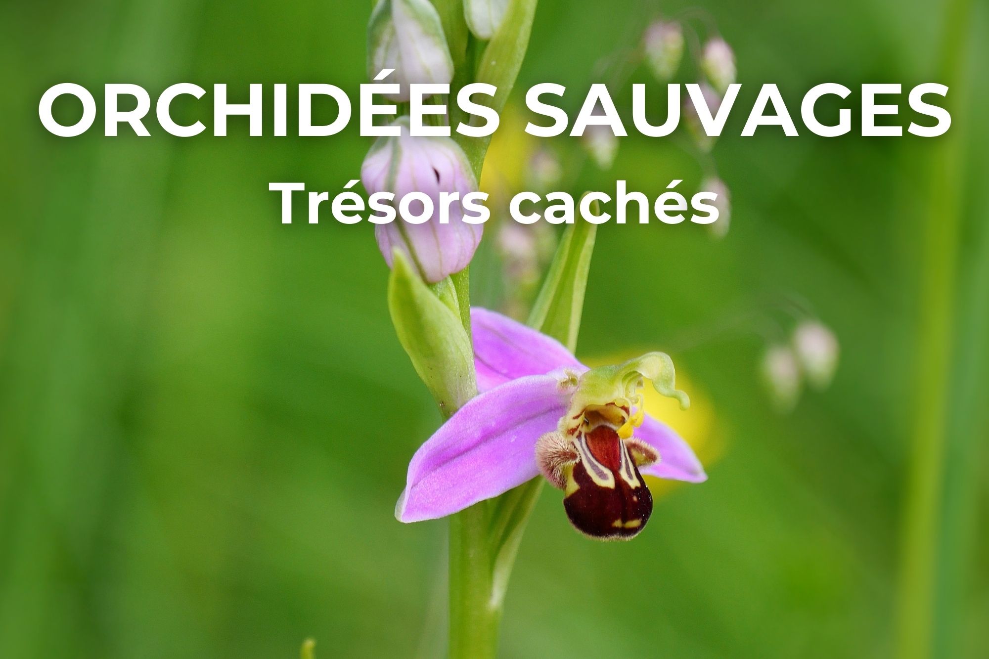 Photo d'Ophrys abeille avec le texte "Orchidées sauvages, trésors cachés", mettant en valeur cette orchidée sauvage rare