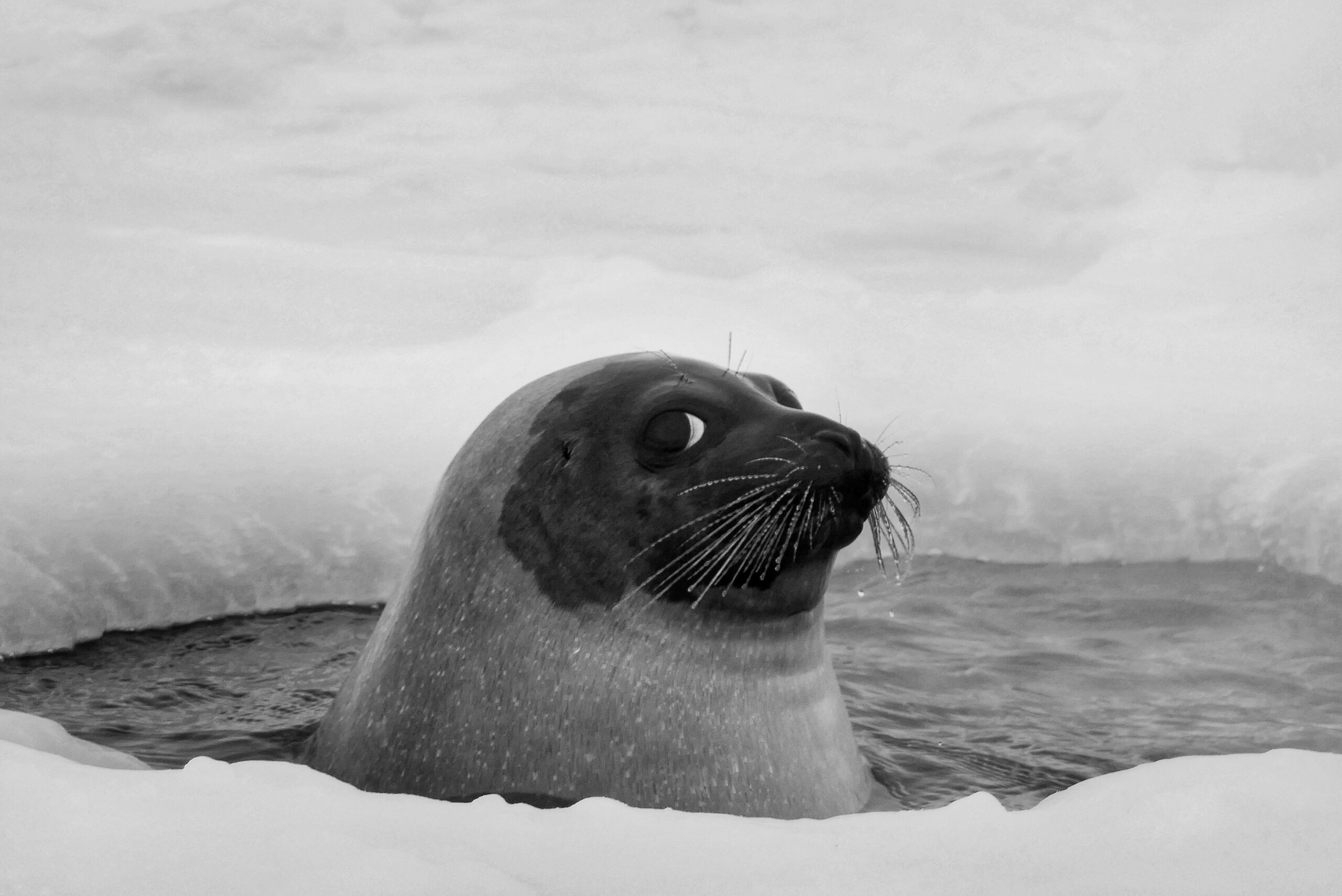 Photo en noir et blanc d'un phoque sortant sa tête d'un trou dans la banquise