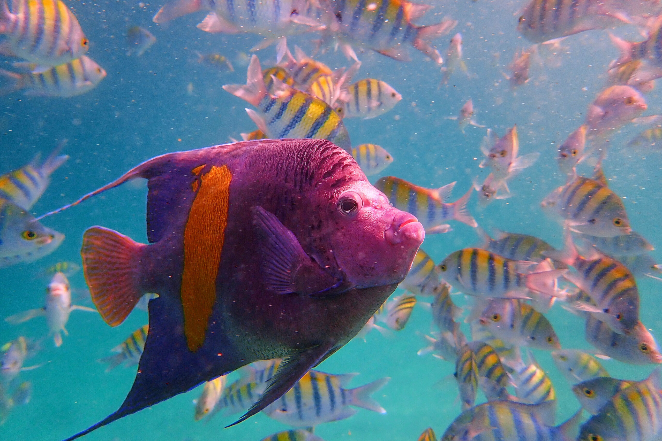 Photo d'un poisson ange nageant parmi d'autres poissons dans la mer à Oman