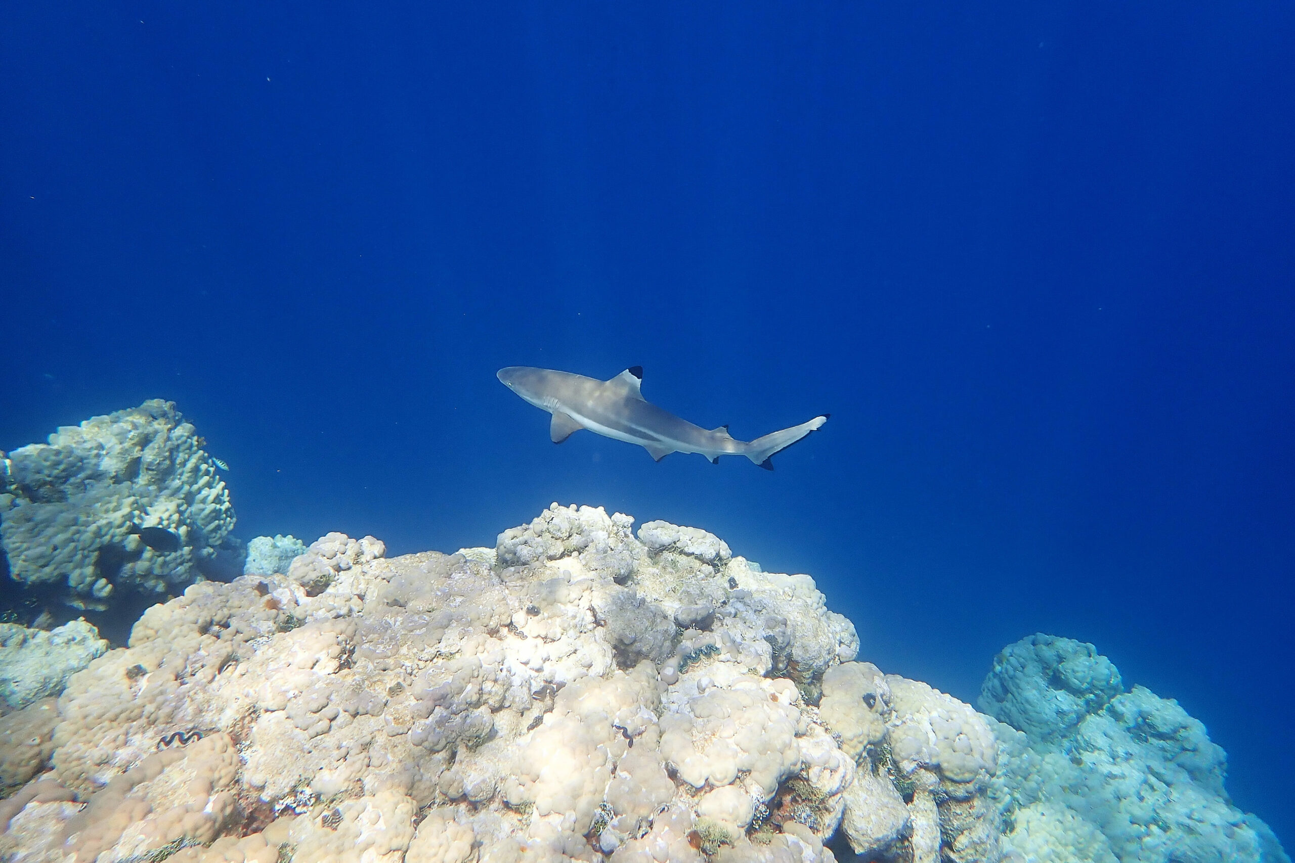 Photo d'un requin à pointe noire nageant dans les profondeurs du lagon polynésien