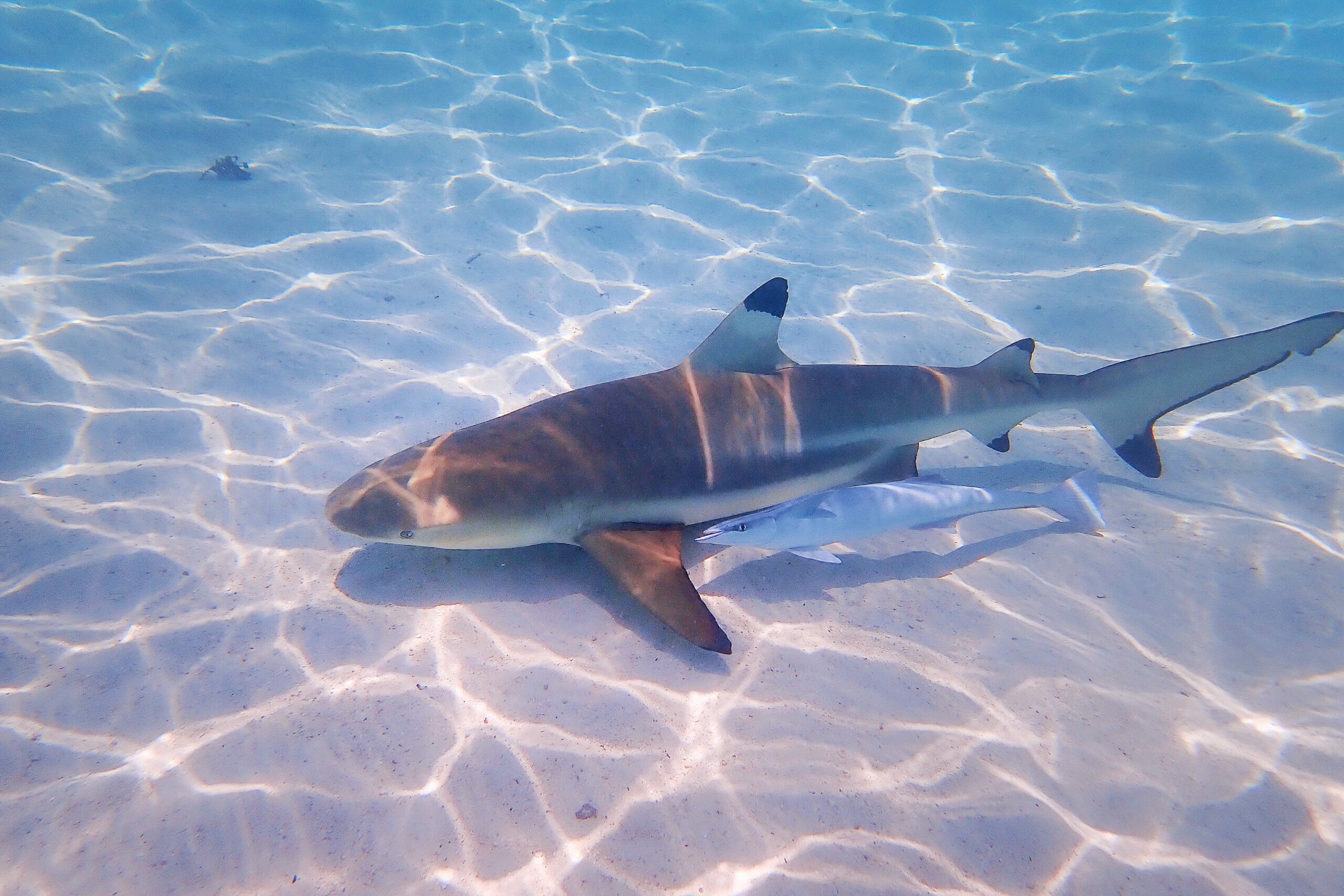 Photo d'un requin accompagné d'un poisson en Polynésie