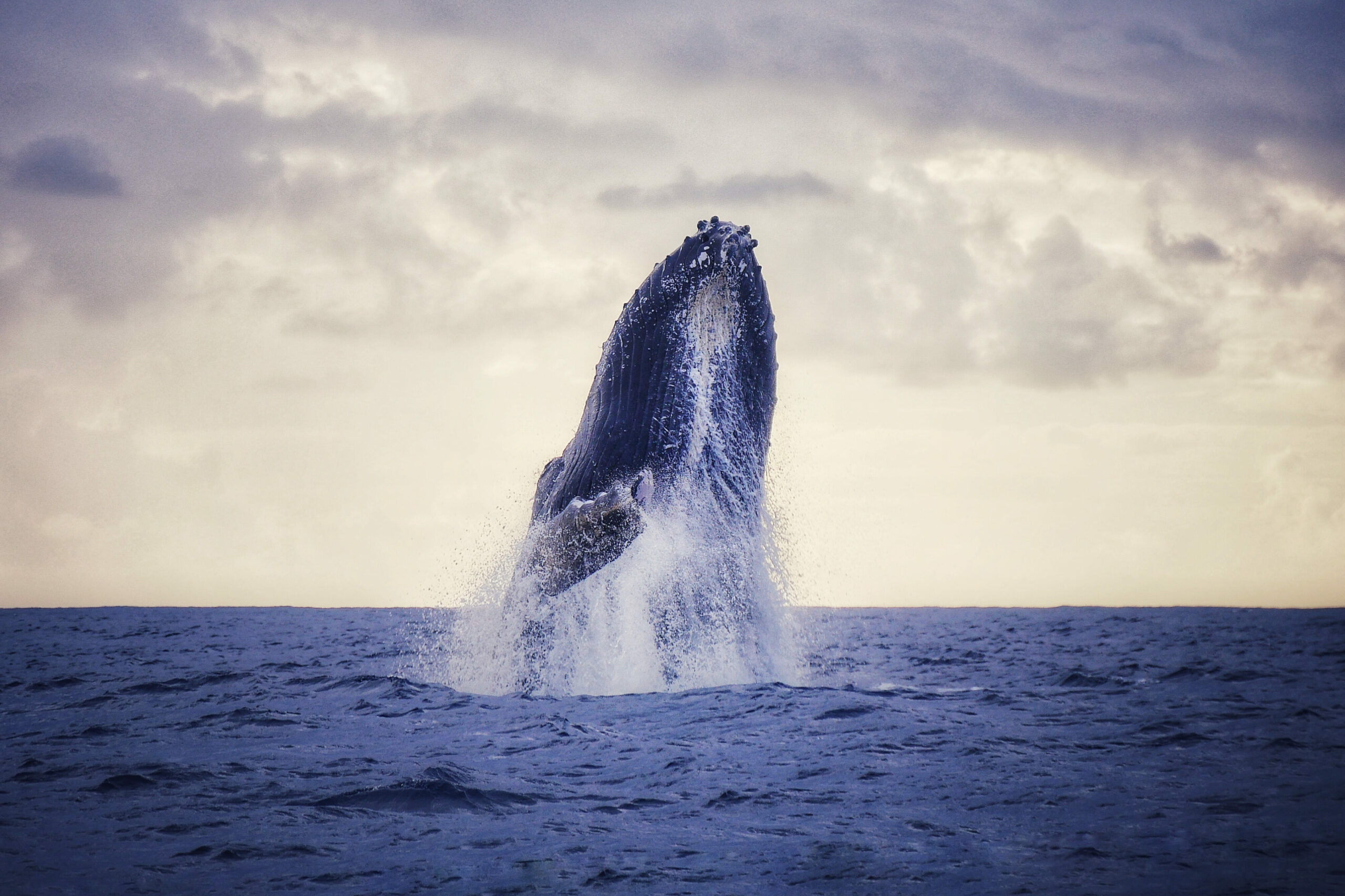 Photo d'une baleine sautant dans l'océan autour de l'île de la Réunion