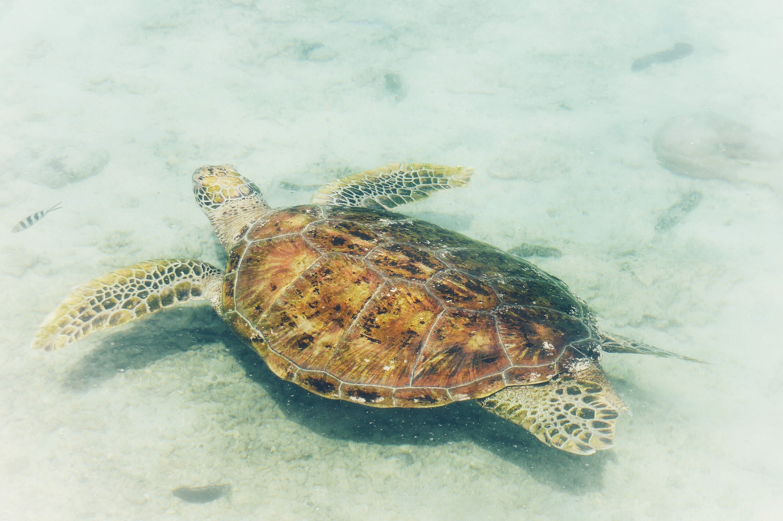 Photo d'une tortue nageant en Polynésie