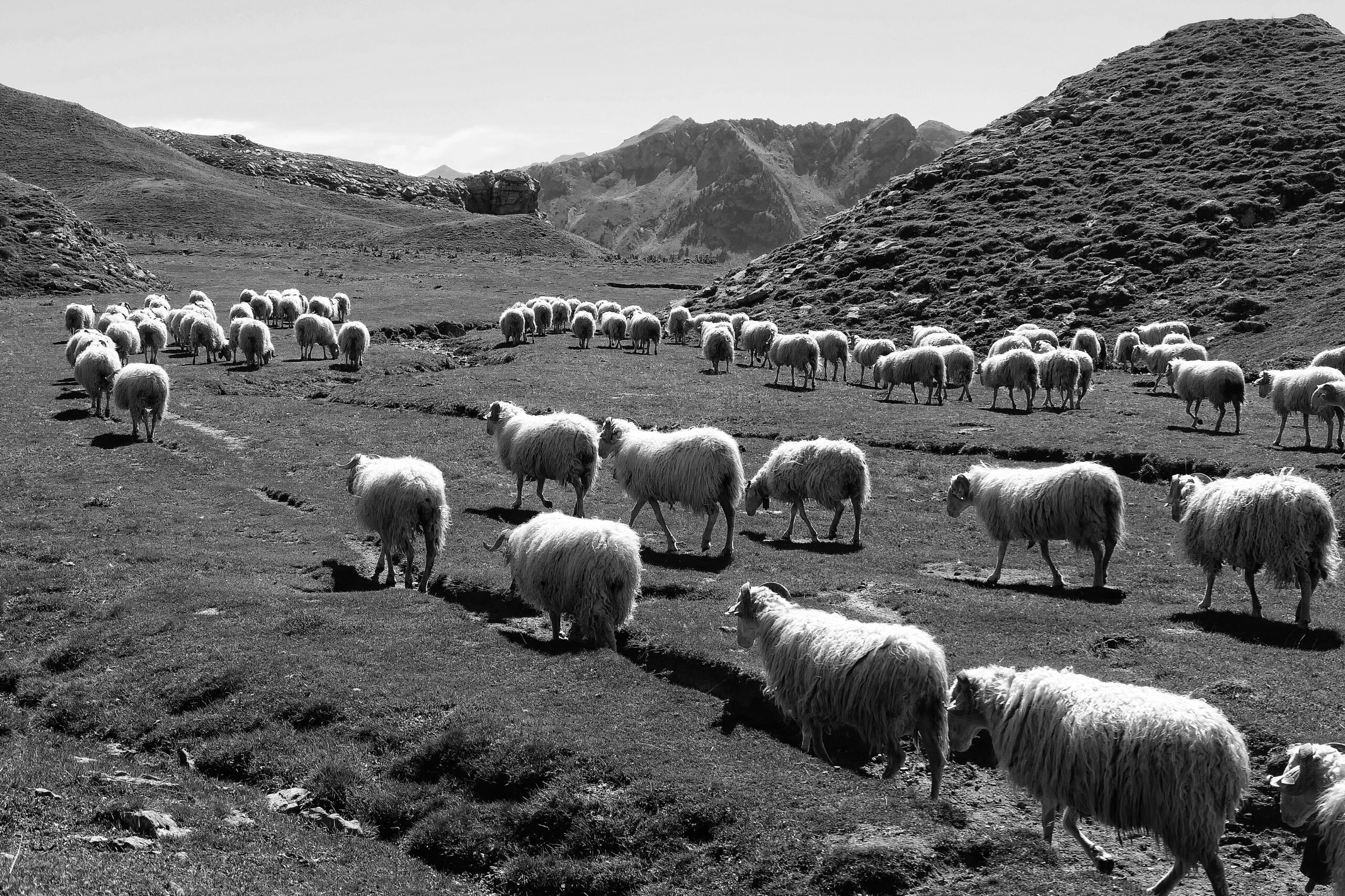 Photo en noir et blanc d'un troupeau de moutons à la montagne