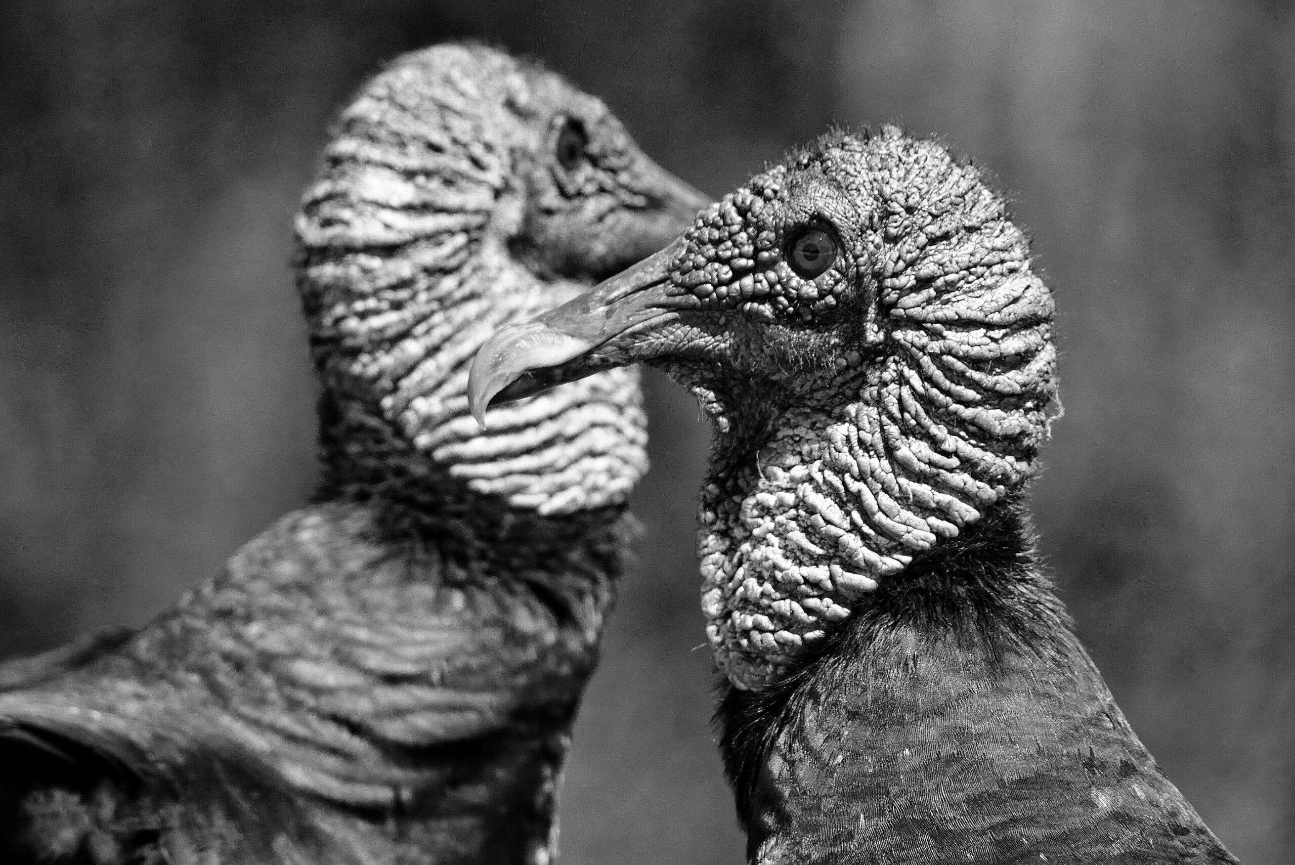 Portrait de deux vautours en noir et blanc