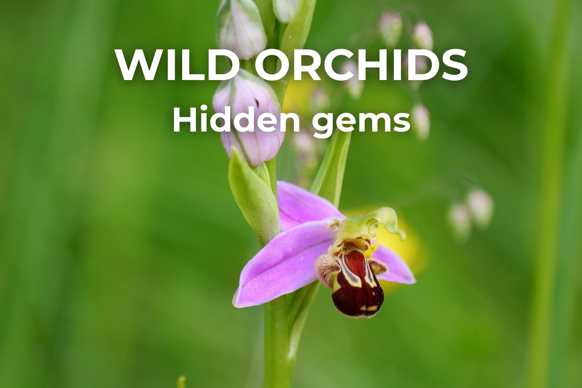 Photo of Bee orchid with the text "Wild orchids, hidden gems", highlighting this rare wild orchid.