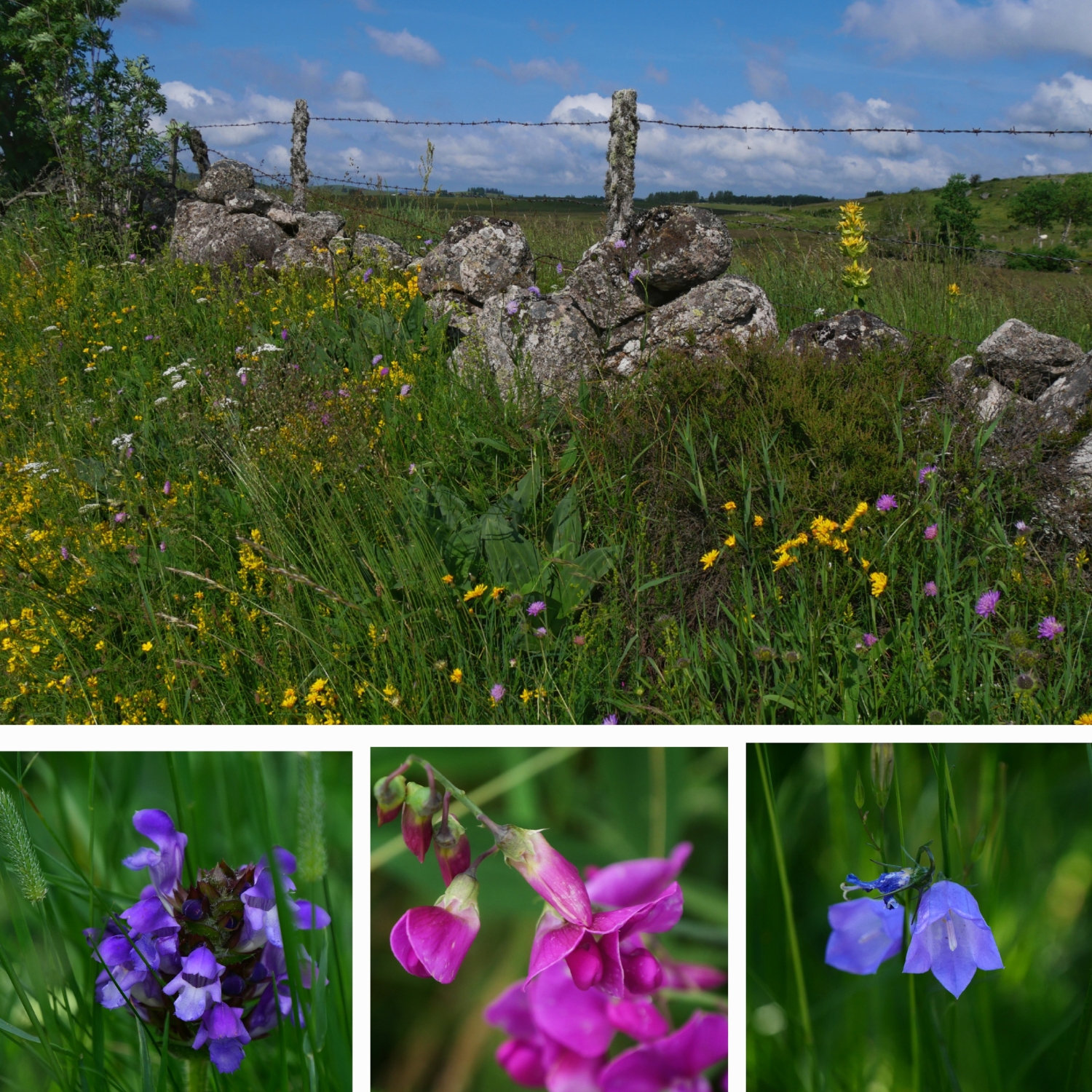 collage-fleurs-sauvages-chemin-saint-guilhem
