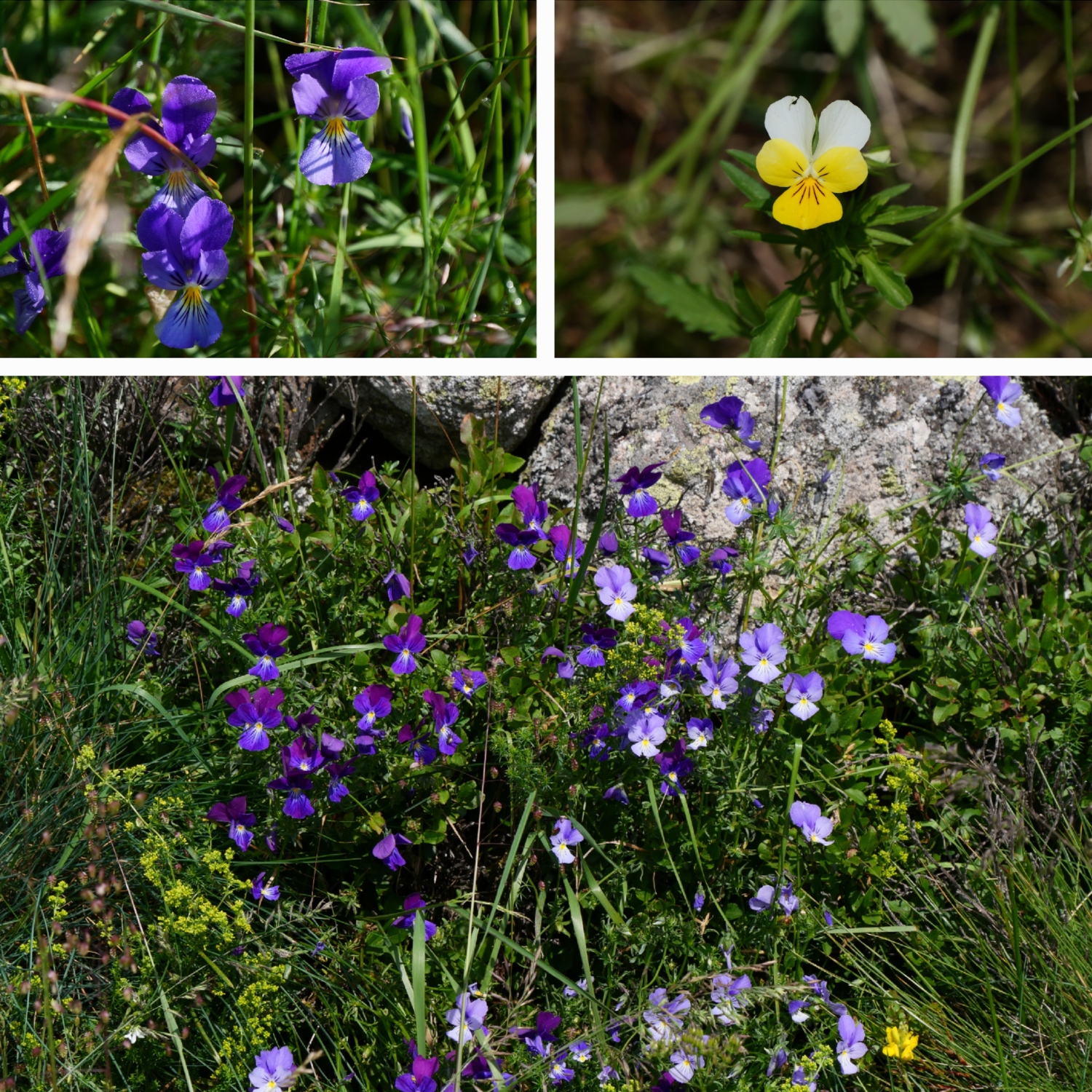 collage-fleurs-sauvages-pensees
