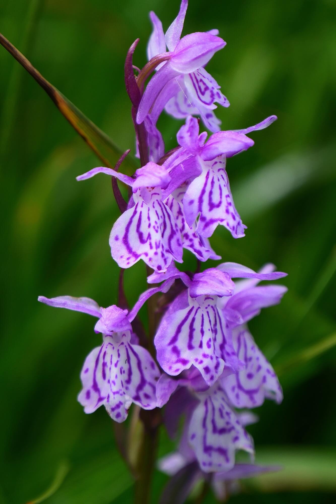 orchis-tachete-sentier-saint-guilhem