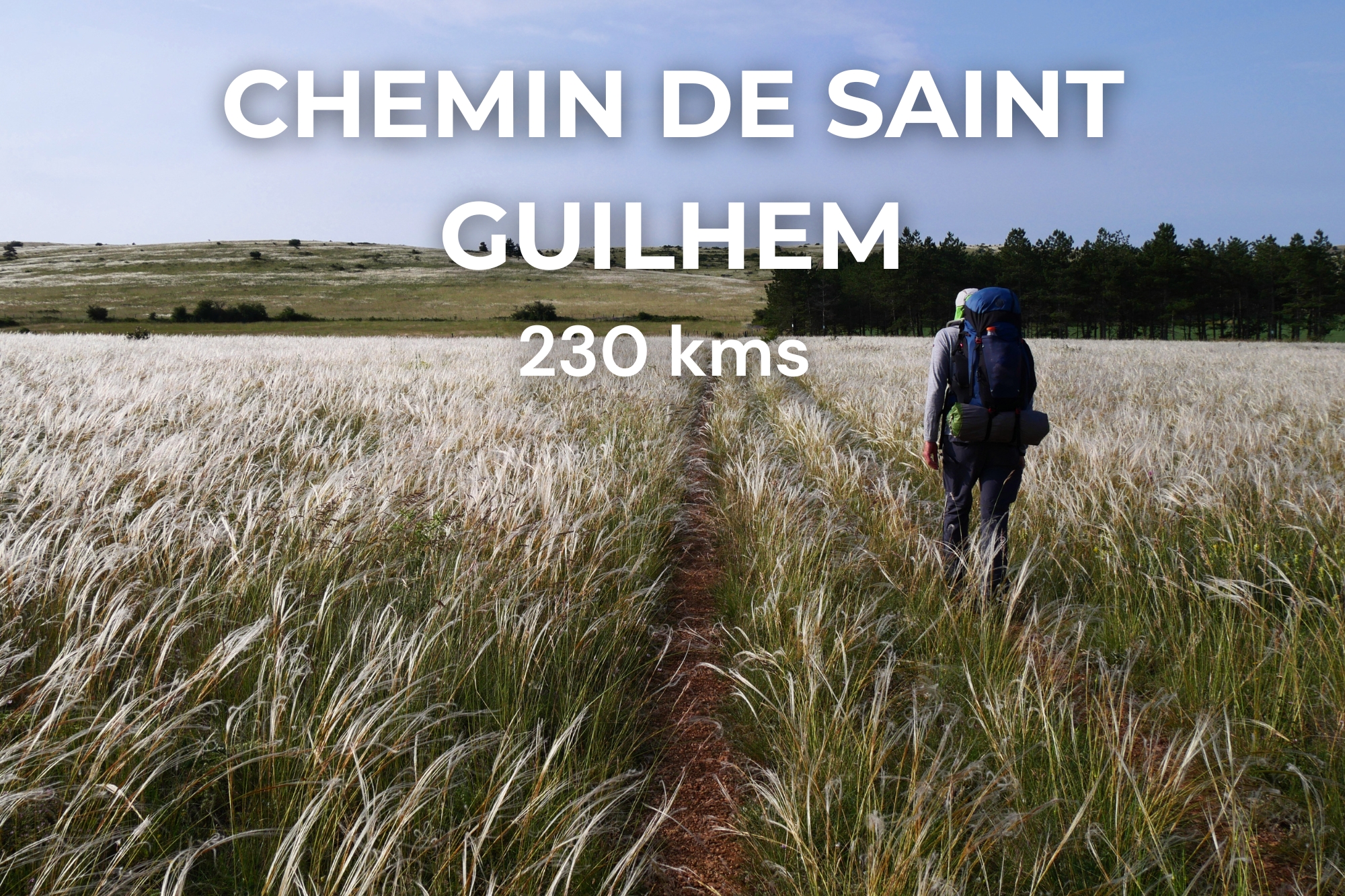 Personne sur un sentier du Chemin de Saint-Guilhem au milieu des cheveux d'ange, avec la phrase "Chemin de Saint-Guilhem 230 kms"
