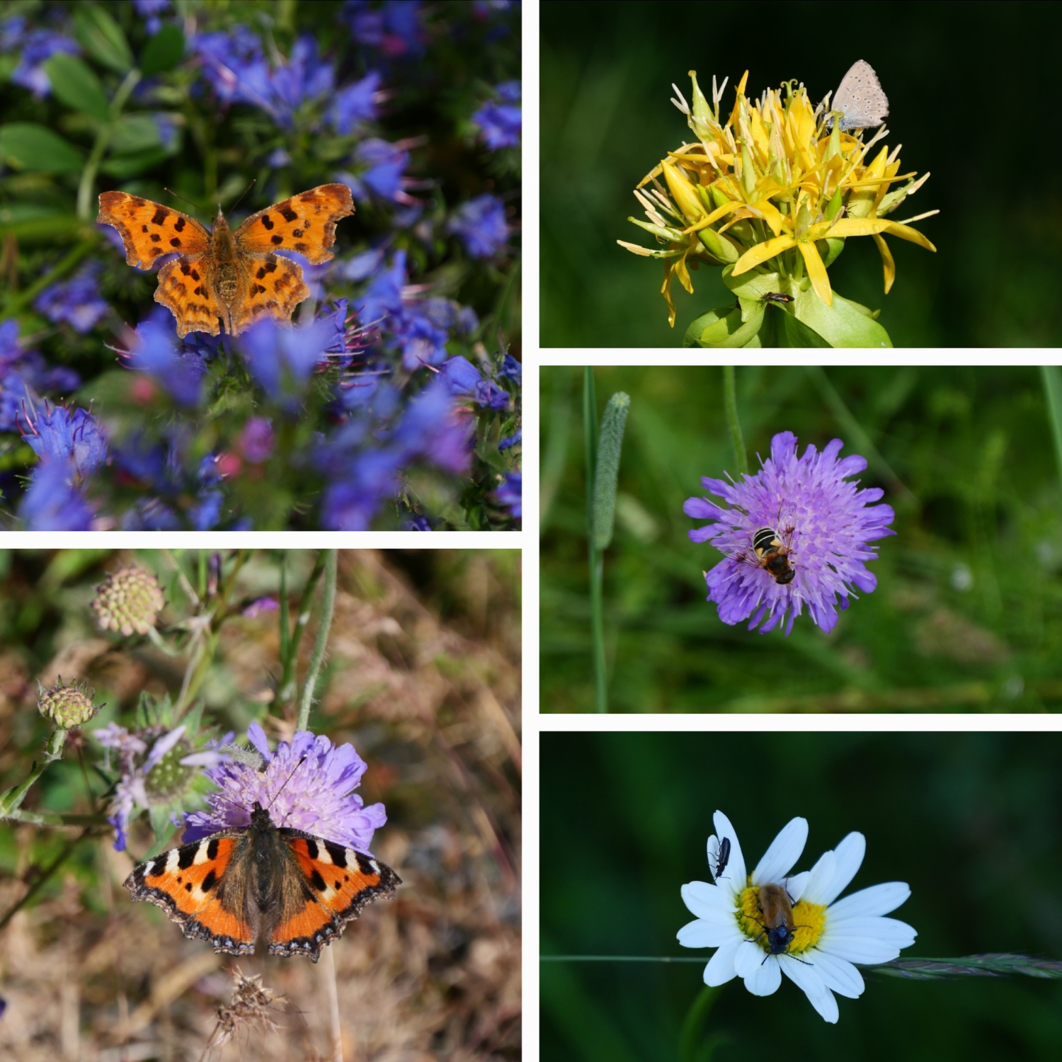collage-papilllons-sur-fleurs