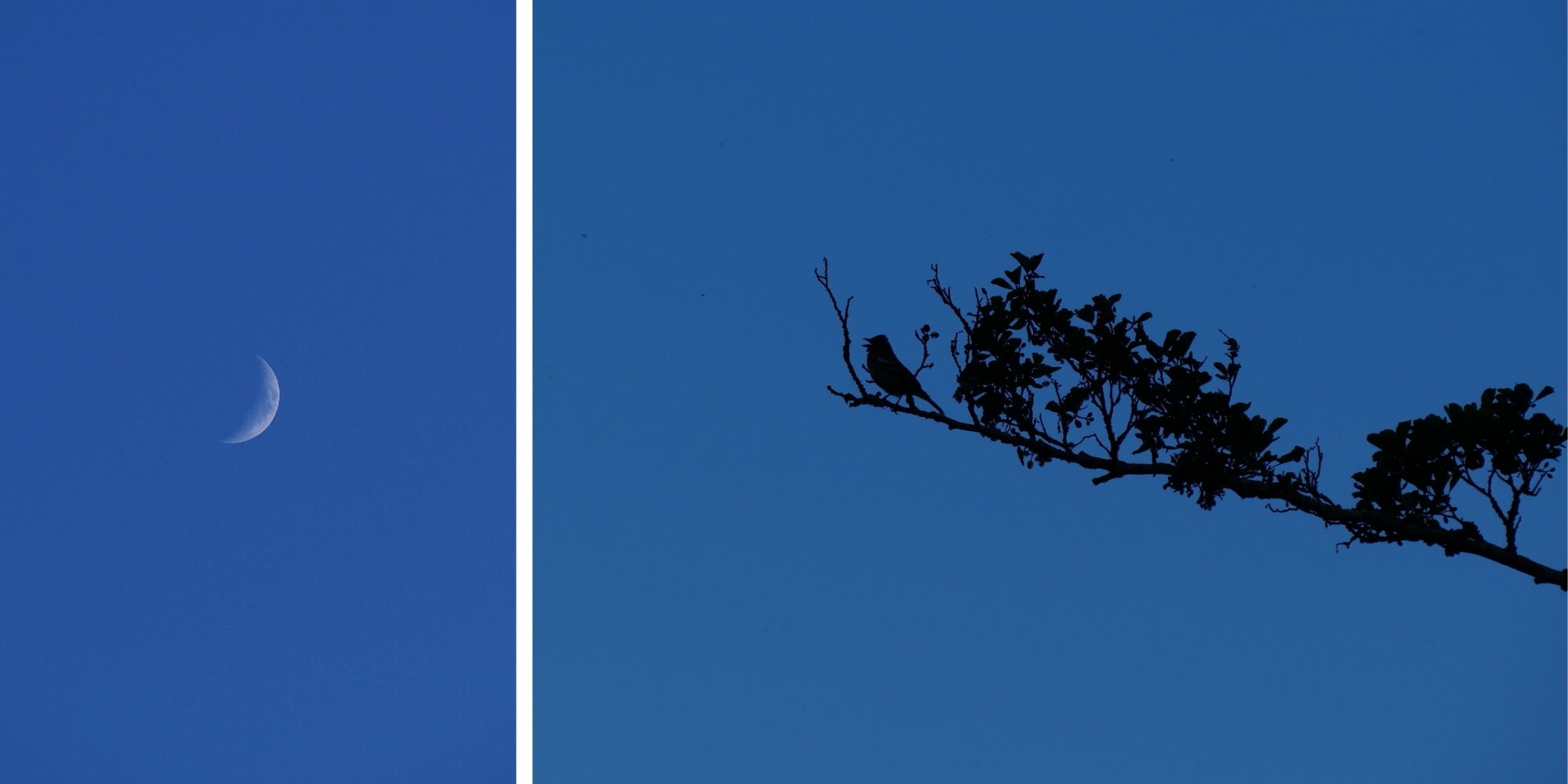 lune-et-oiseau-saint-guilhem