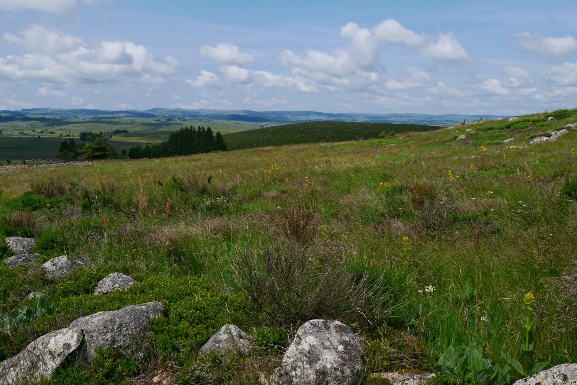 plateau-aubrac-chemin-saint-guilhem