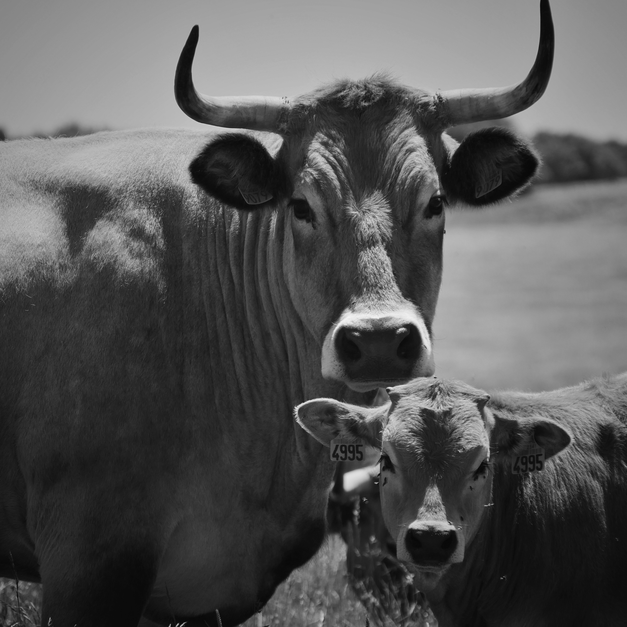 Vache et son bébé Portrait en noir et blanc d'une vache et de son bébé.