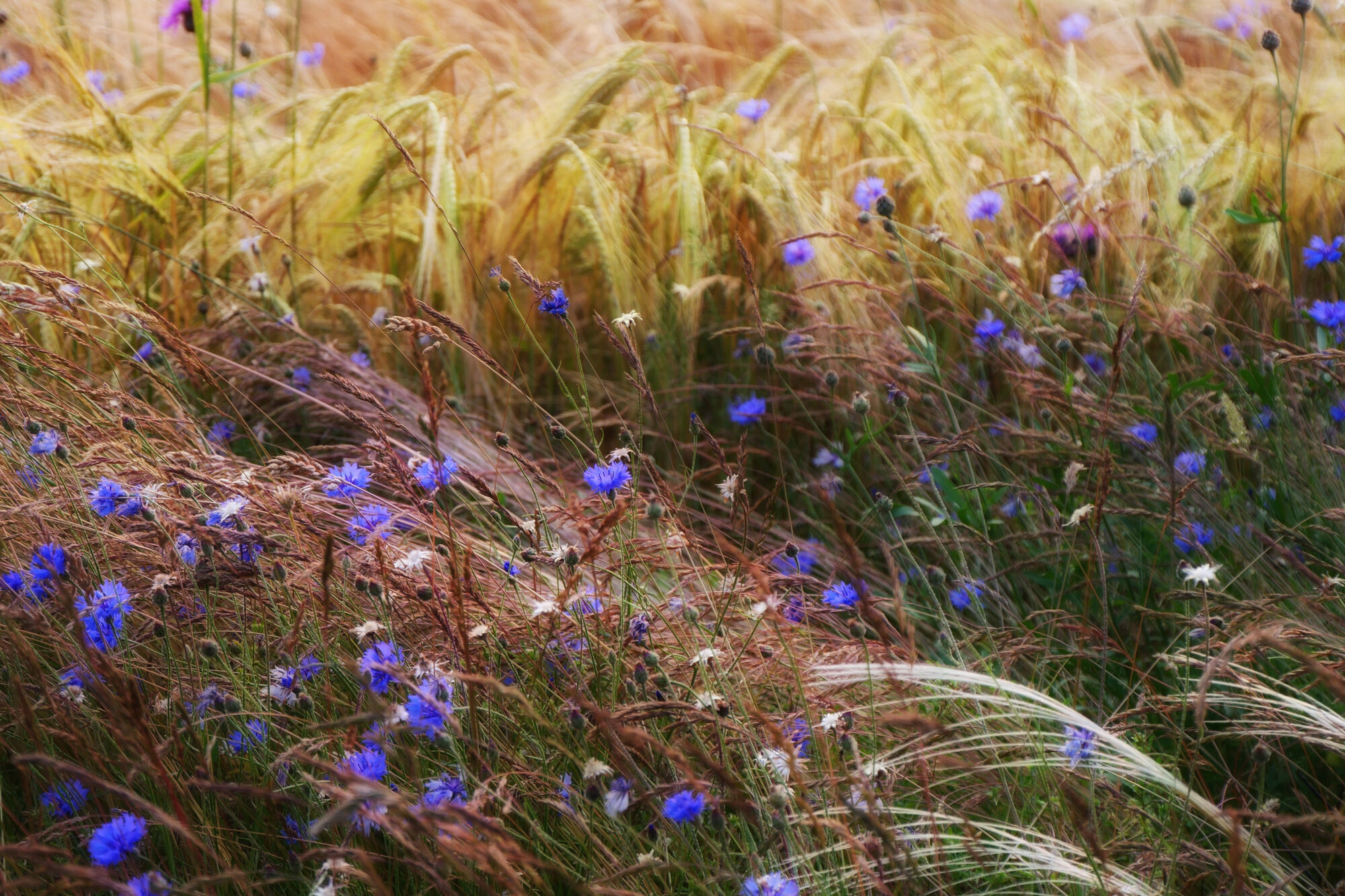 champ-de-ble-et-fleurs-saint-guilhem