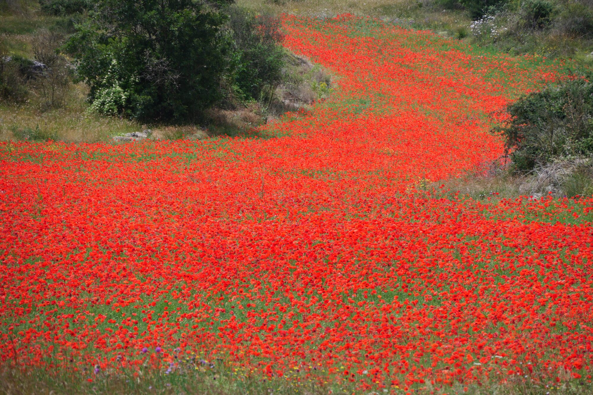 champ-de-coquelicots-chemin-saint-guilhem