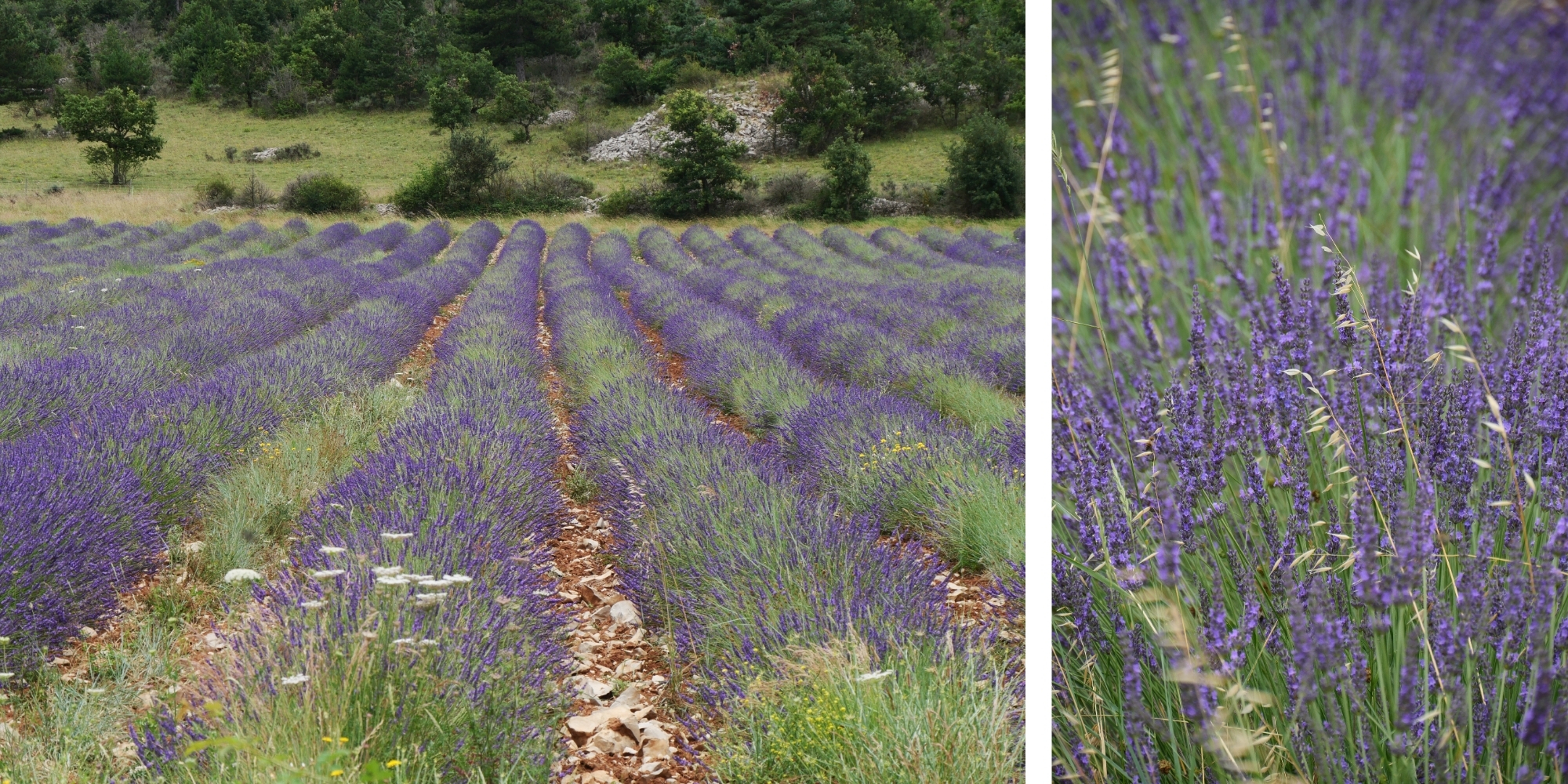 champ-lavande-chemin-saint-guilhem