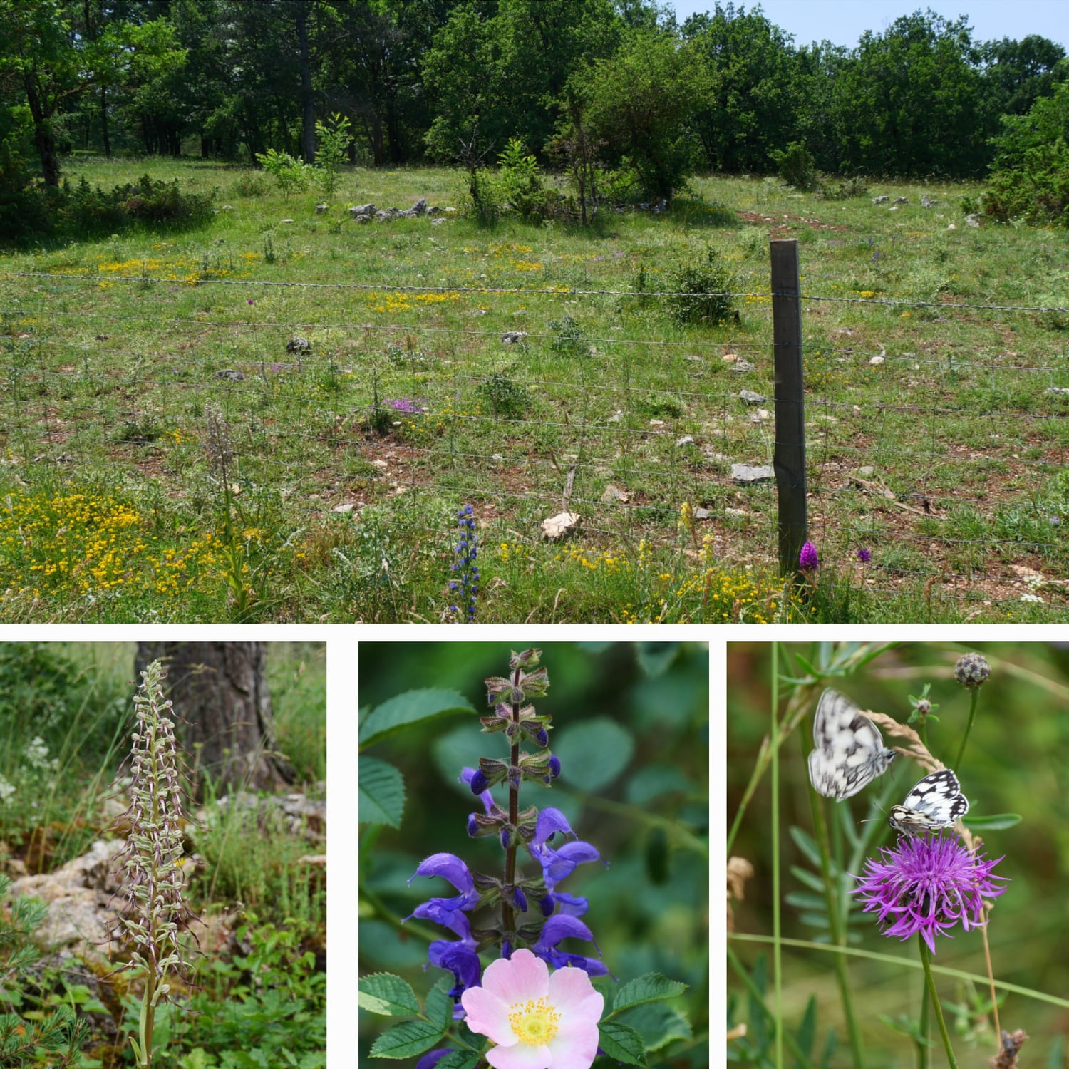 collage-fleurs-orchidées-chemin