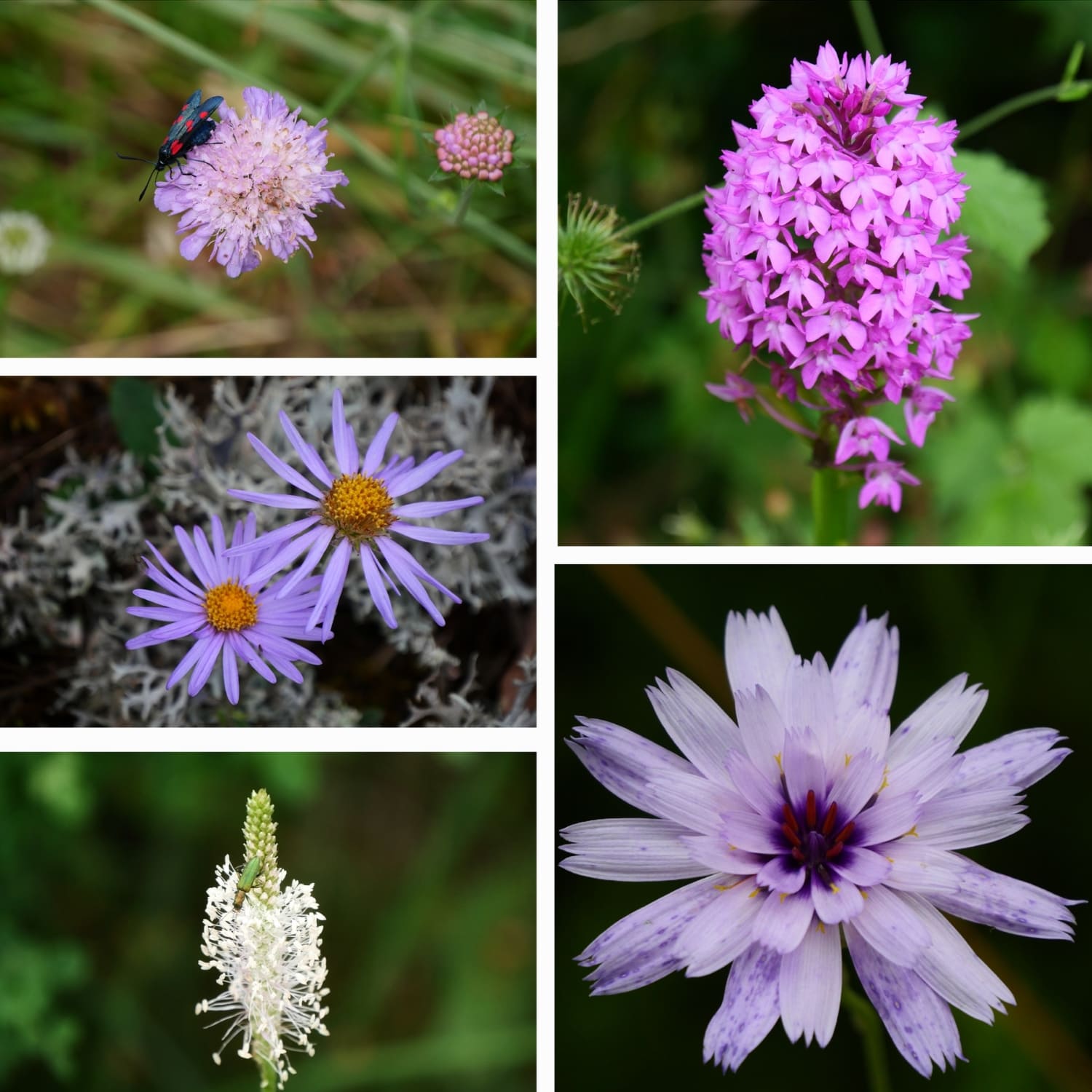 collage-fleurs-trek-saint-guilhem