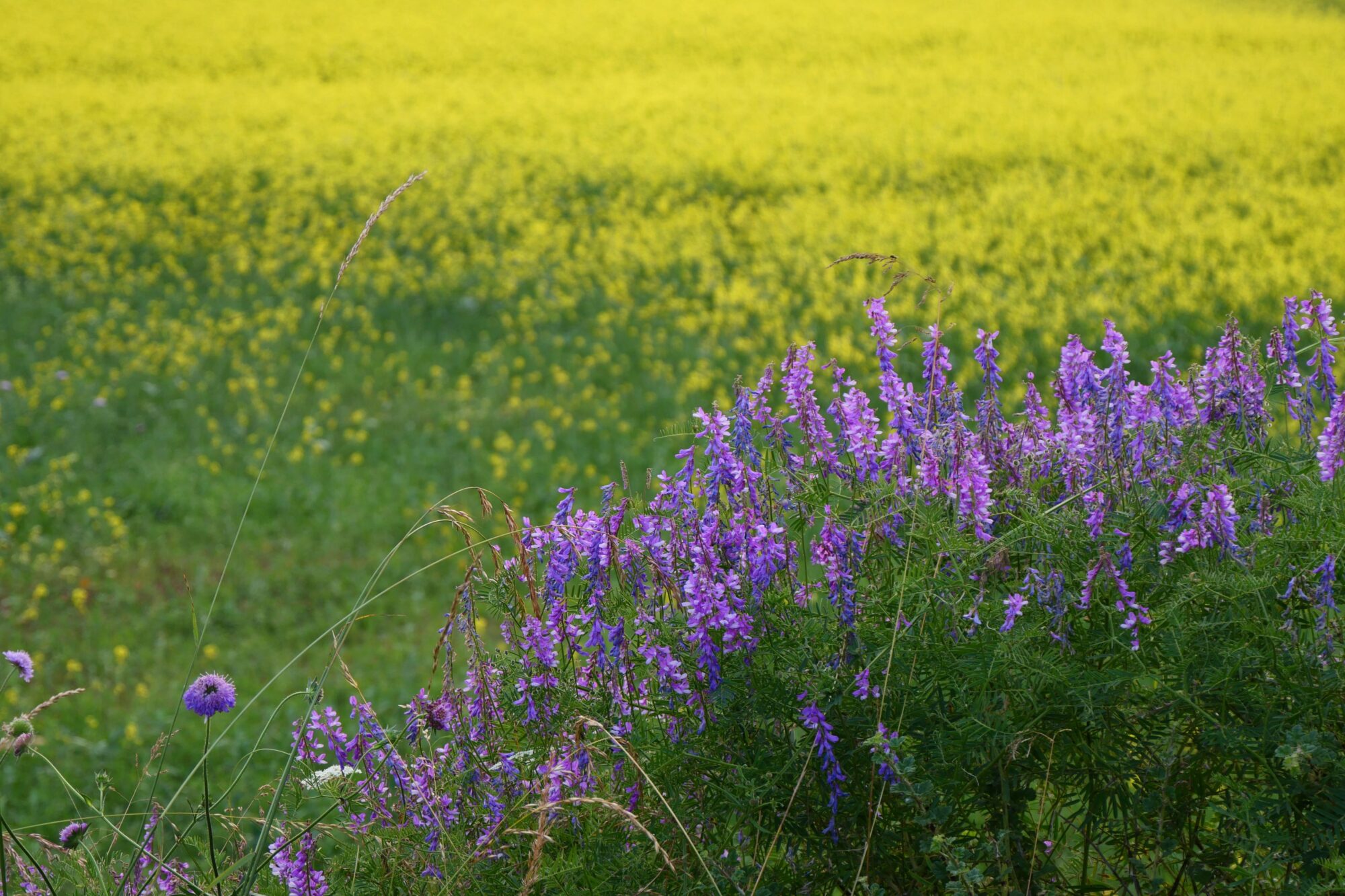 fleurs-jaunes-et-violettes