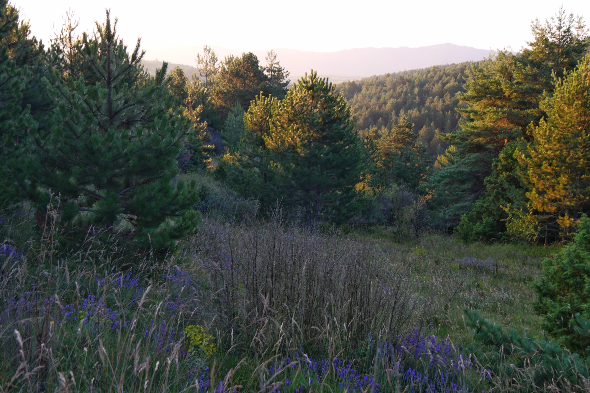 foret-et-lavande-le-matin