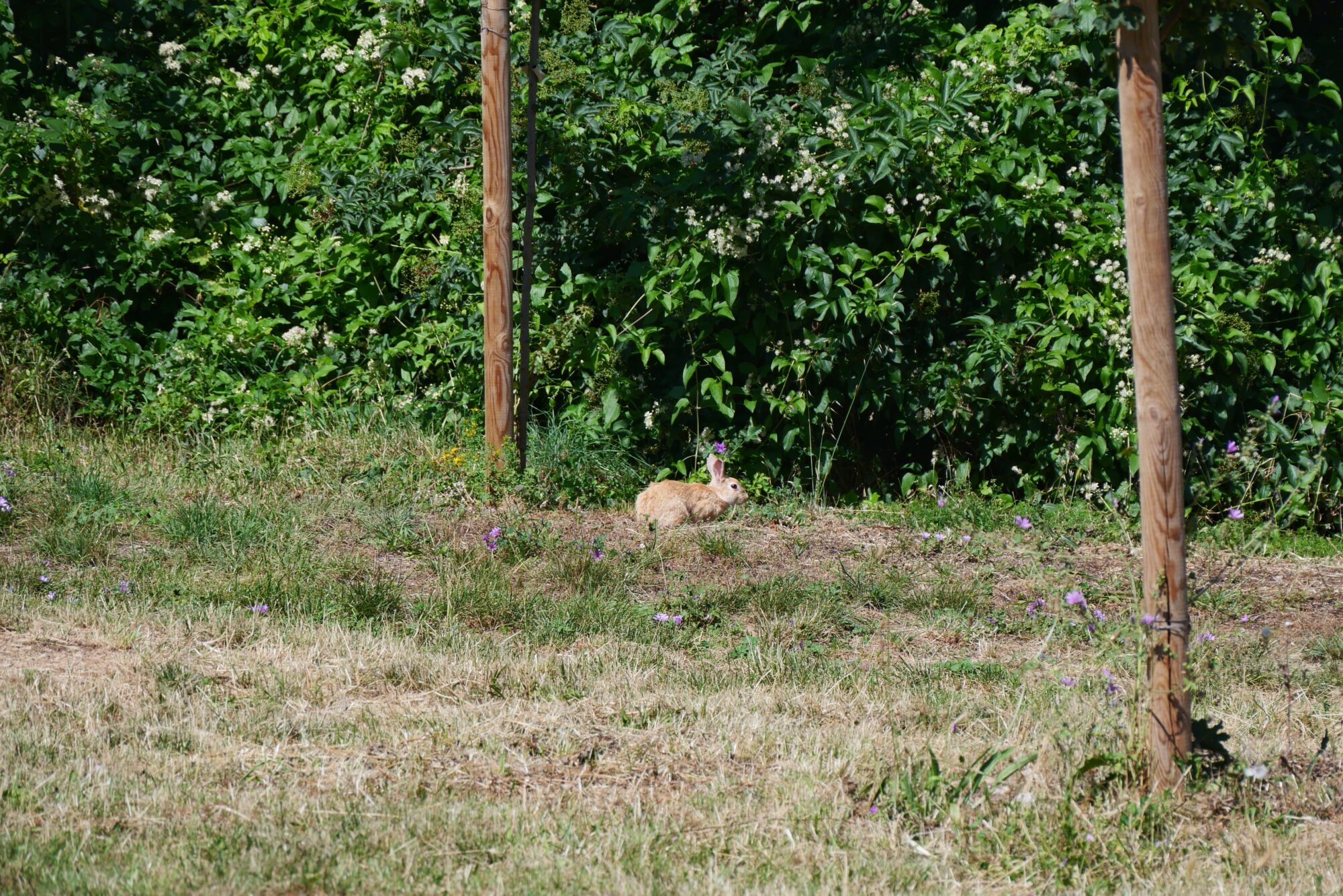 lapin-en-liberté-champ