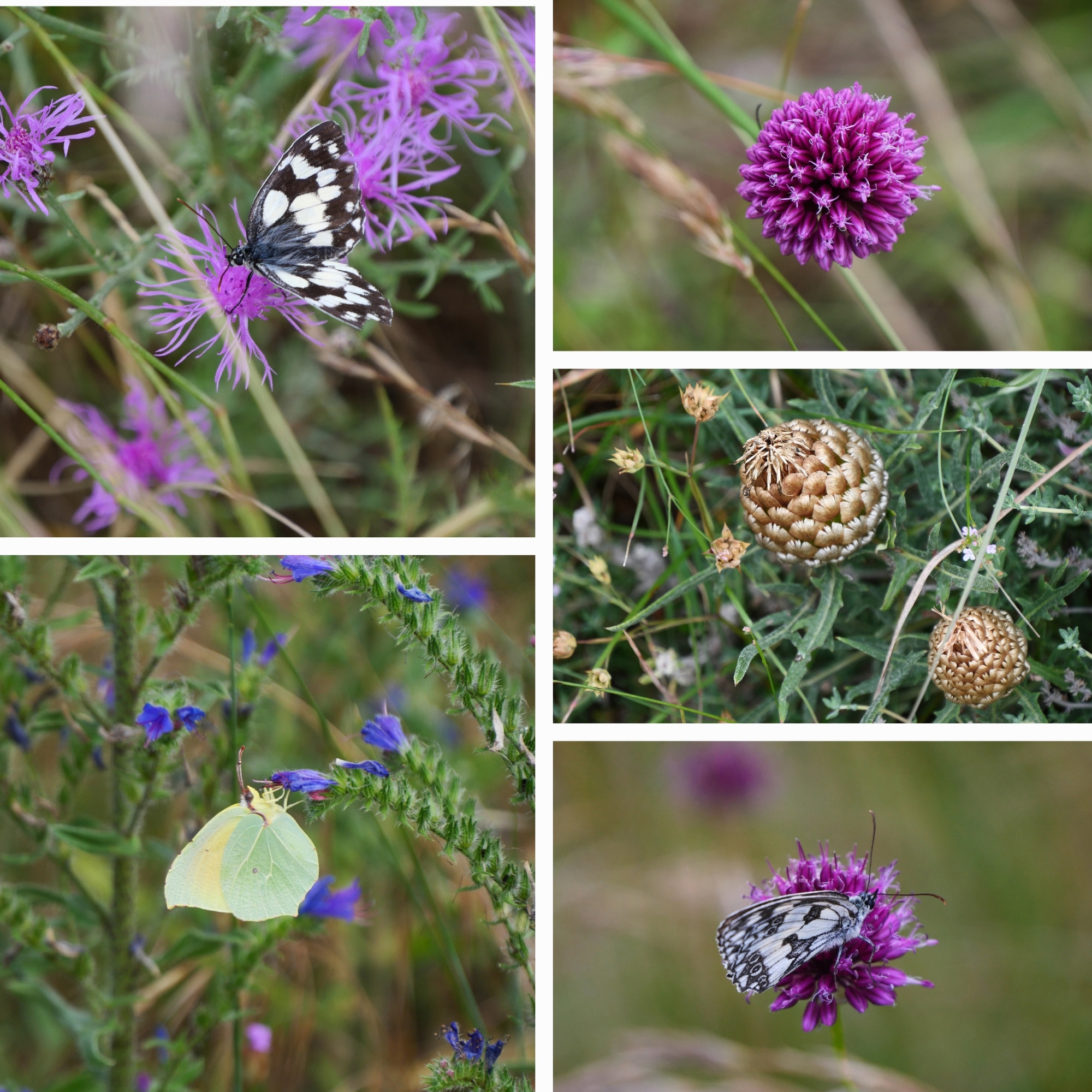 montage-photos-fleurs-et-papillons