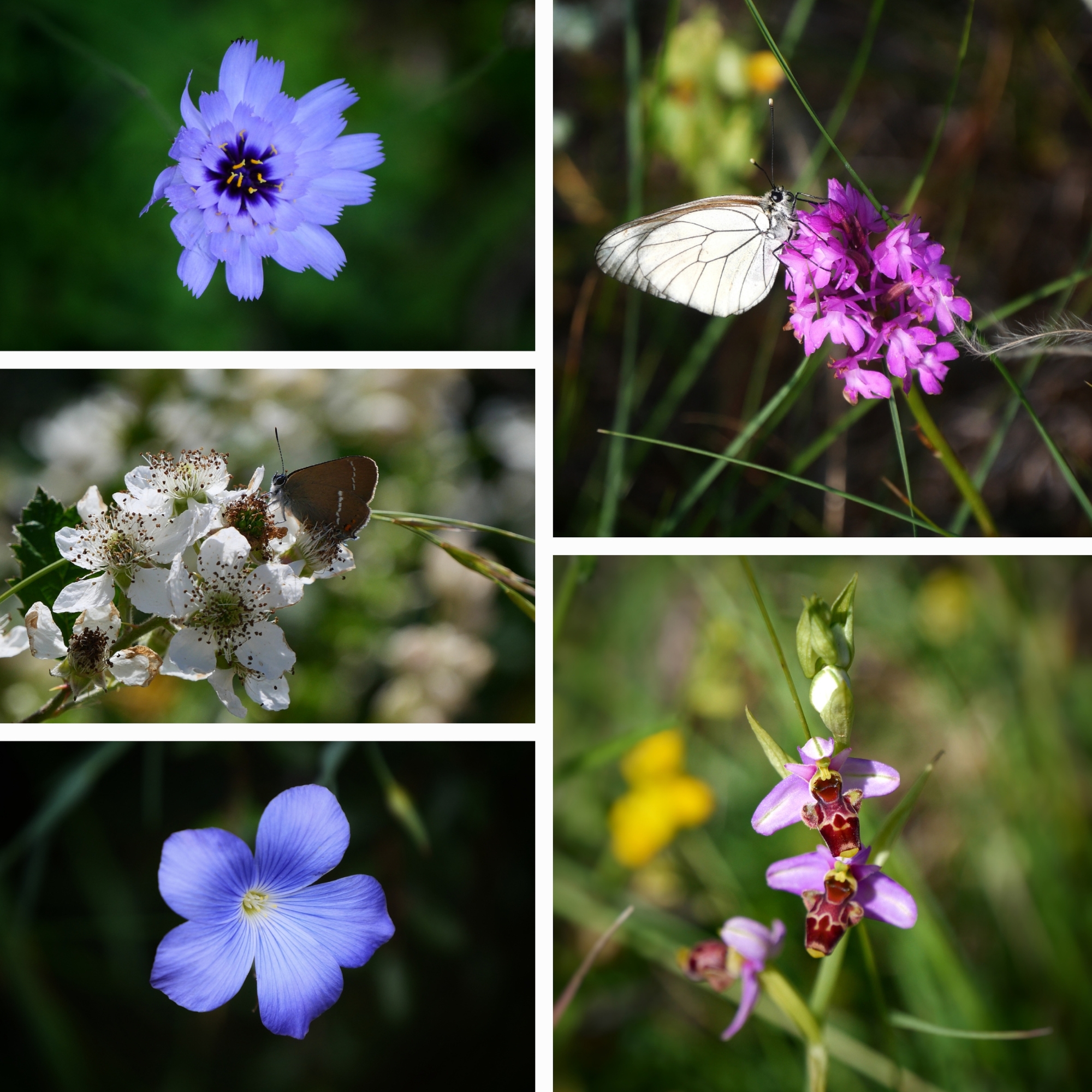 papillon-fleurs-causse-mejean-chemin-saint-guilhem